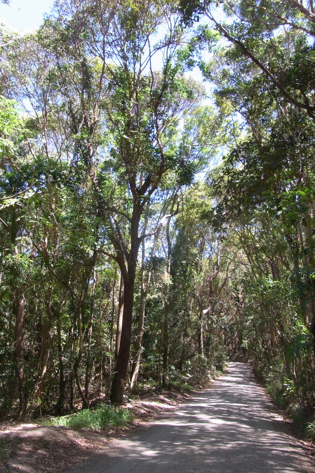 A dirt hiking trail disappears into the distance through a lush, green littoral rainforest with tall trees and thick vegetation.