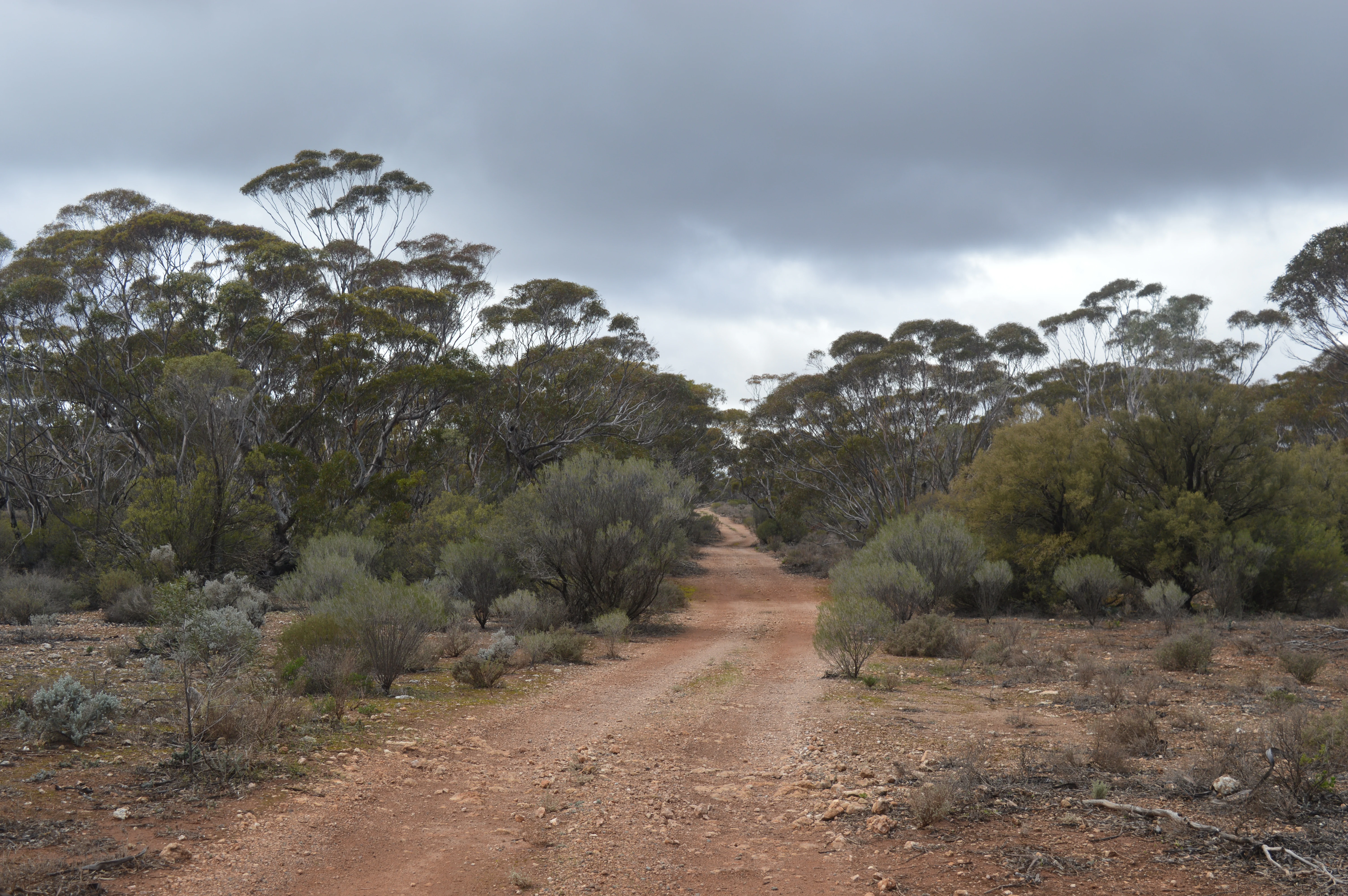 A red dirt road stretching through sparse woodland and shrubbery under a cloudy sky in South Australia.