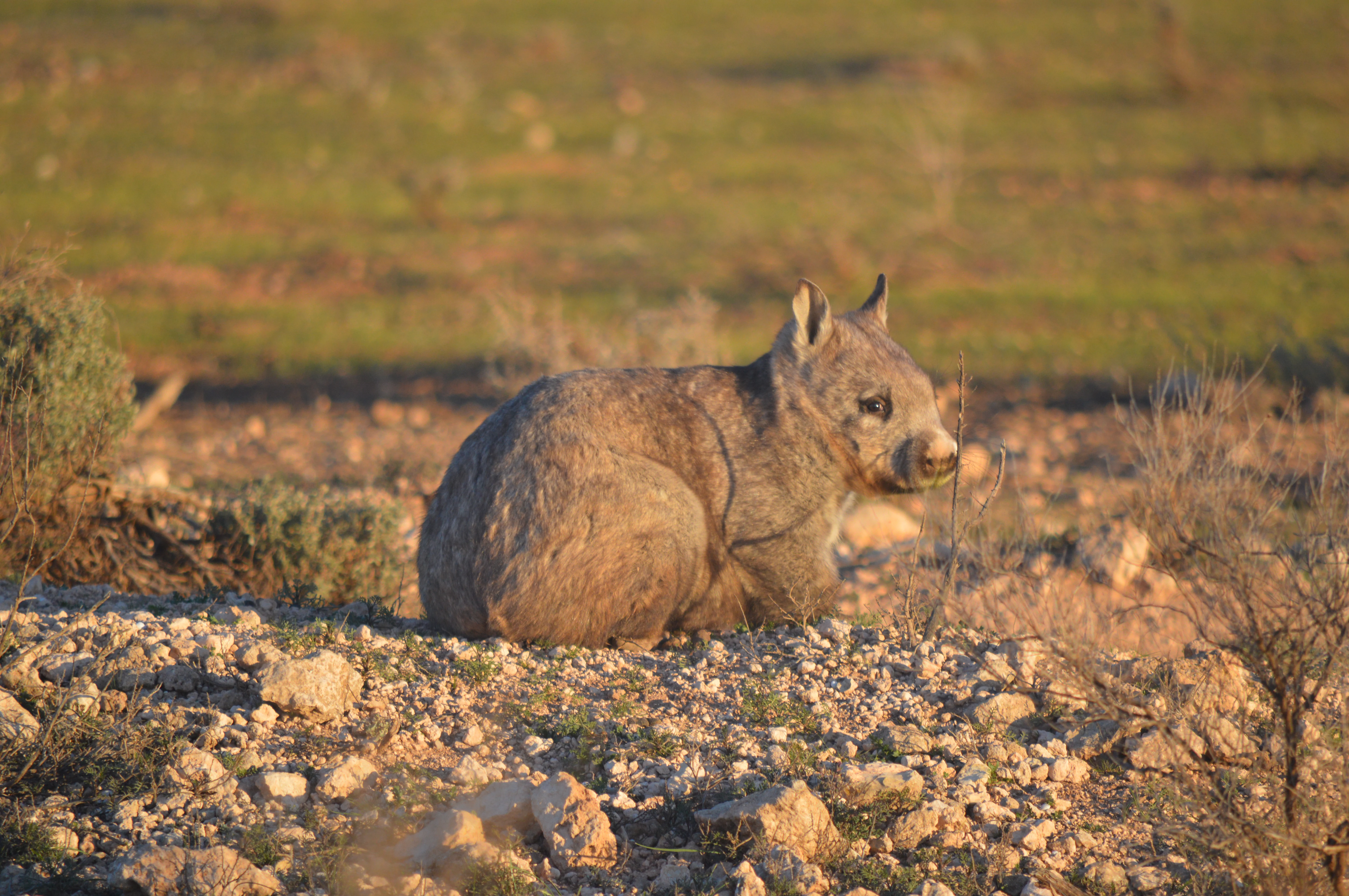 A southern hairy-nosed wombat sitting on rocky ground in a dry grassland environment.