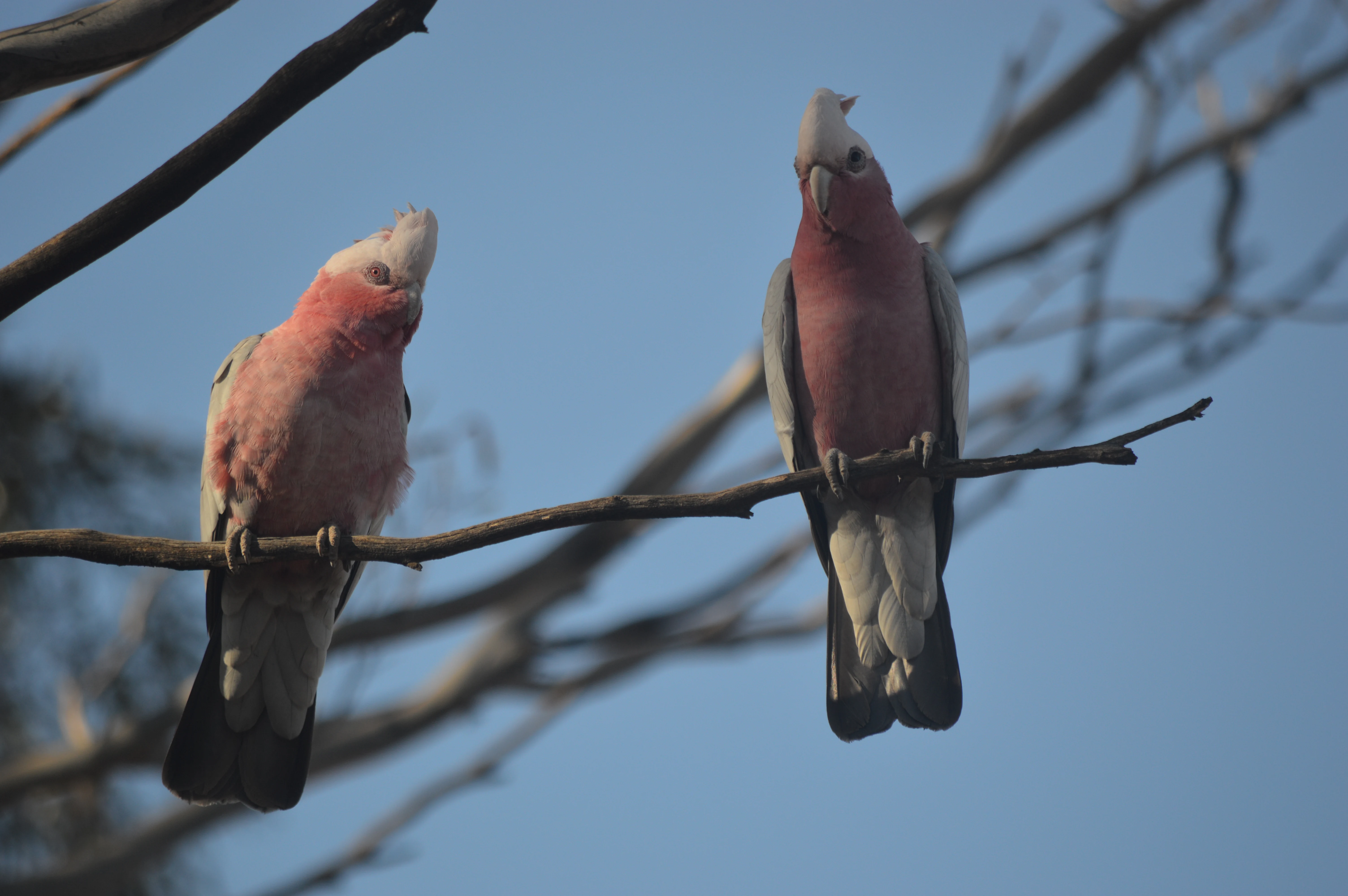 Two pink and grey galah birds perched side by side on a thin, leafless tree branch against a clear blue sky.