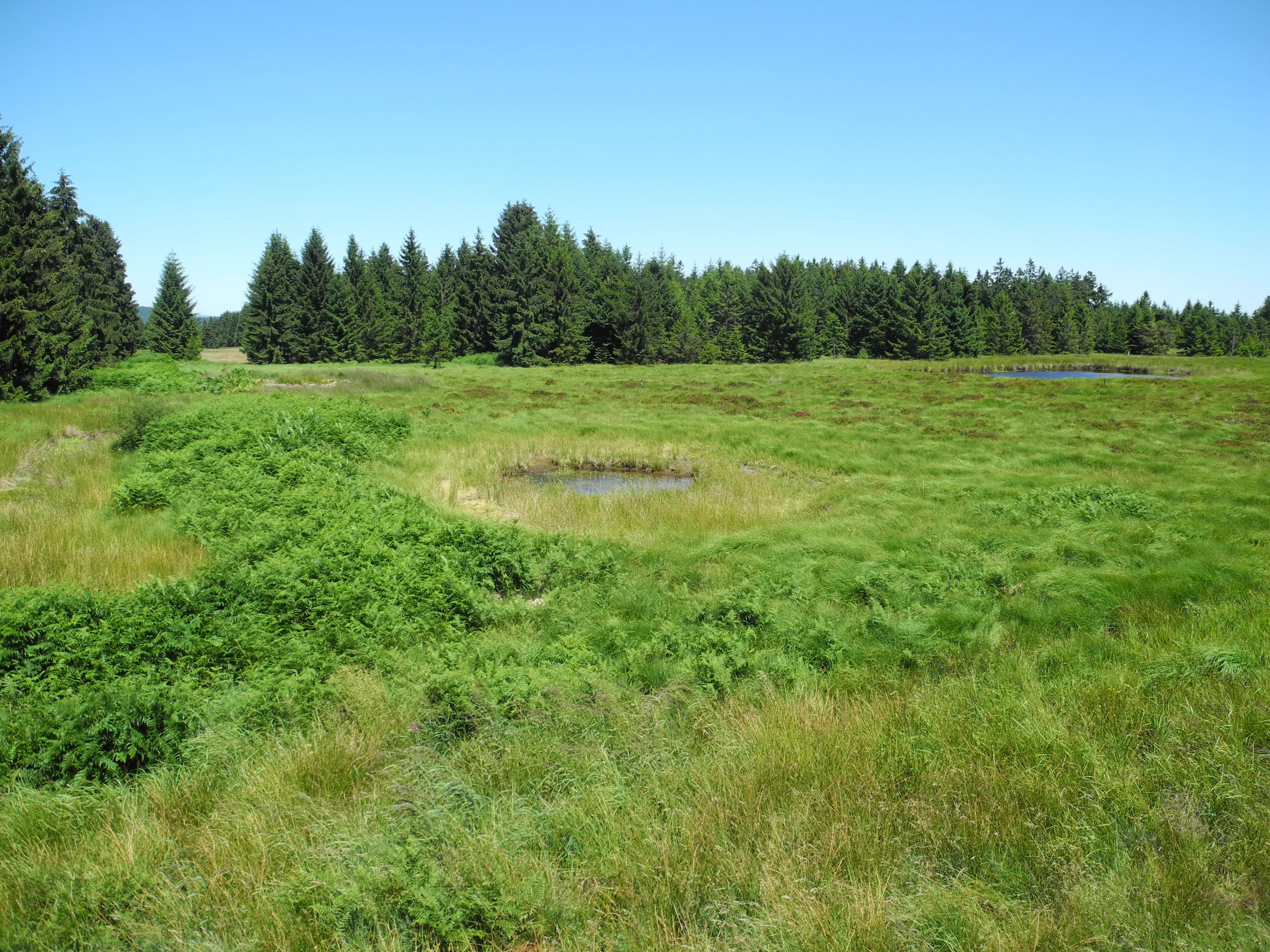 An open bog landscape with patches of green grass and small, circular pools of water, backed by a dense forest of evergreen trees under a clear blue sky.