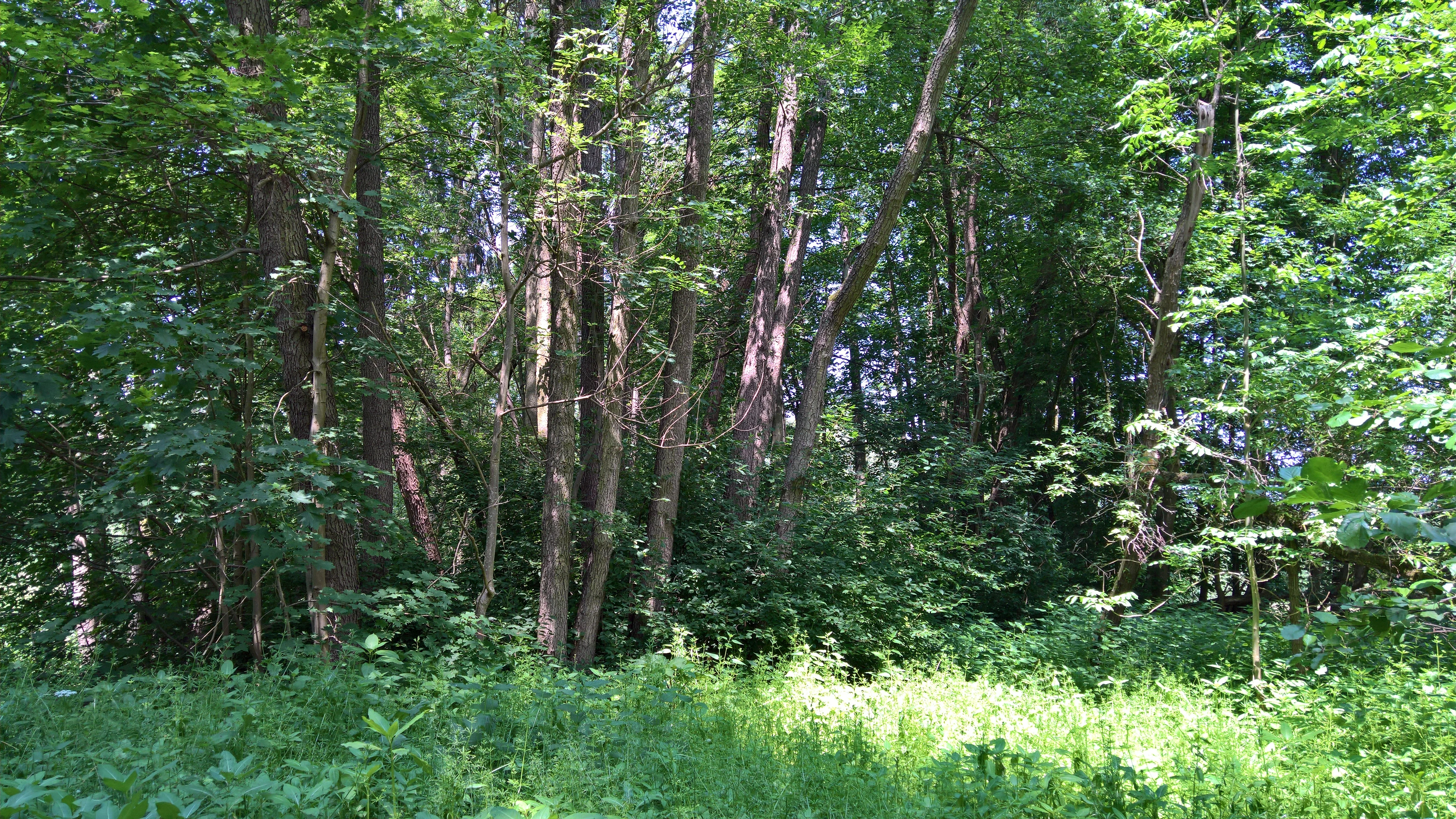 Una escena de bosque espeso y verde con árboles caducifolios densos, sotobosque y luz solar filtrada.