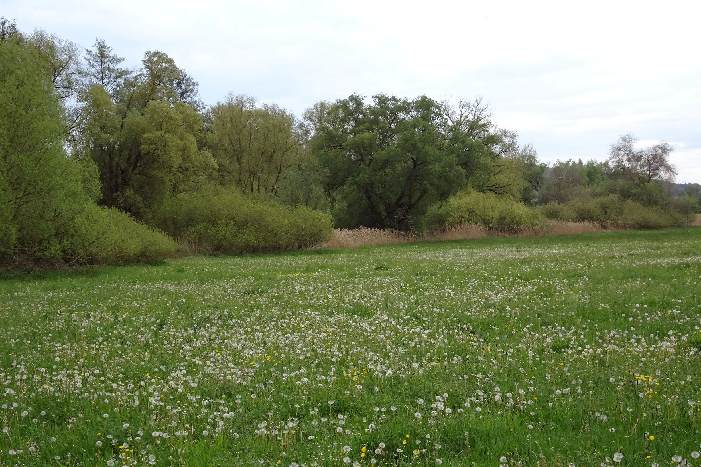 A green meadow with numerous white dandelion seed heads in the foreground, leading up to a line of dense, leafy green trees and shrubbery under an overcast sky.