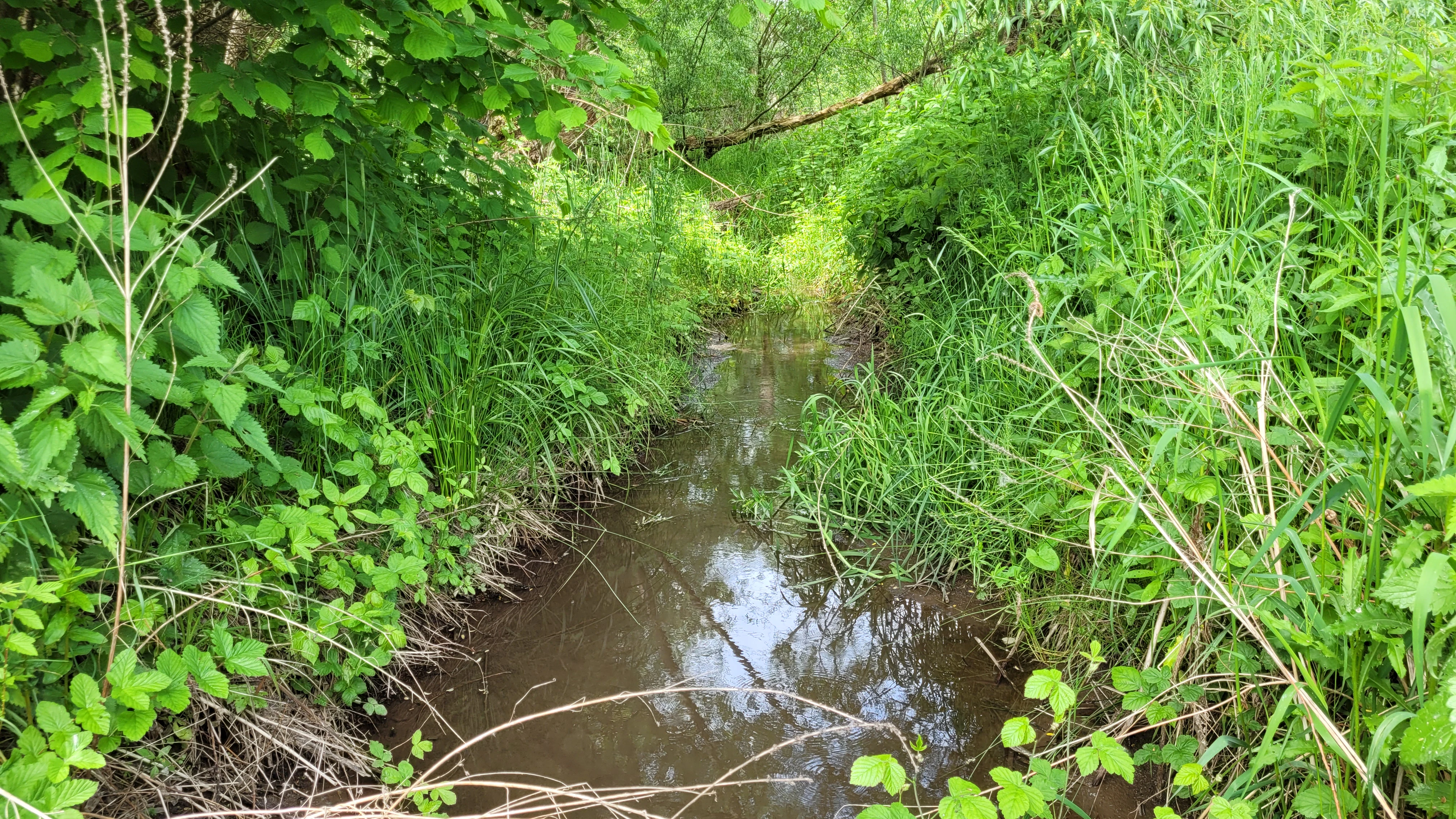 A narrow, dark stream flowing through dense green grasses and overhanging trees in a swampy forest setting.