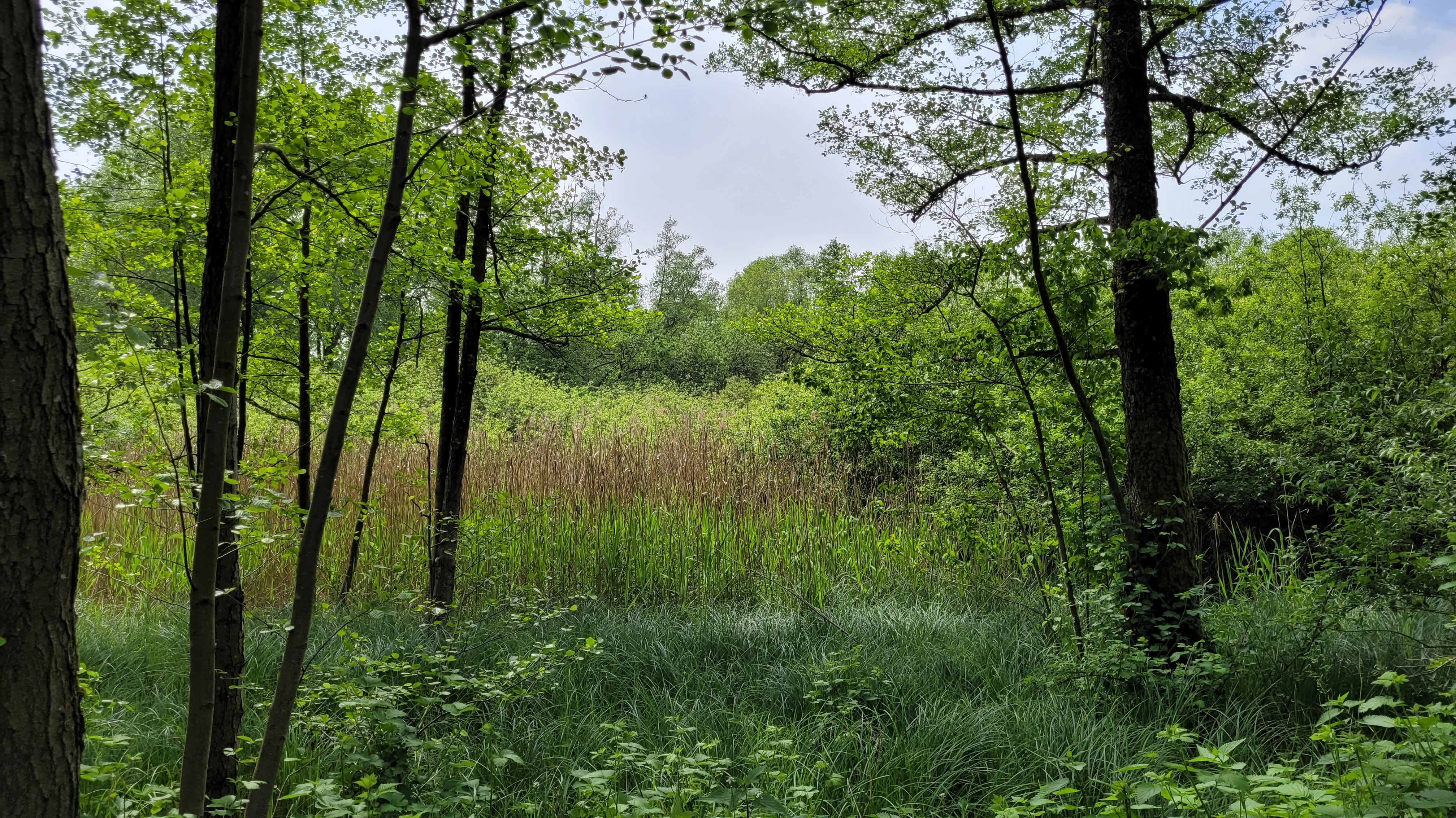 A view into a dense swamp forest with vibrant green trees and tall reeds in the foreground.
