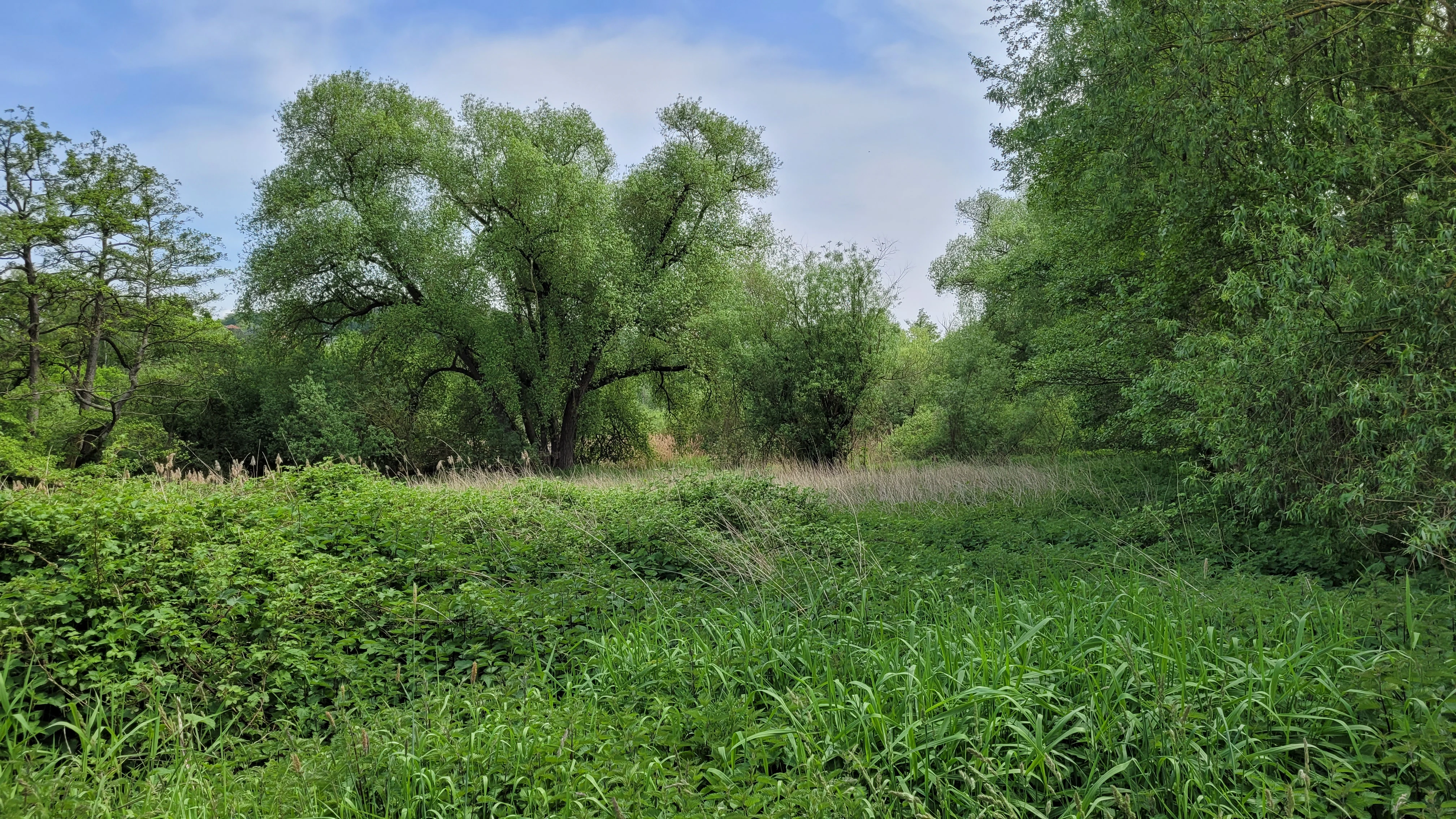 A green, overgrown wetland landscape in the Bruch von Brensbach reserve, featuring lush grasses in the foreground and a dense swamp forest with leafy deciduous trees in the midground.