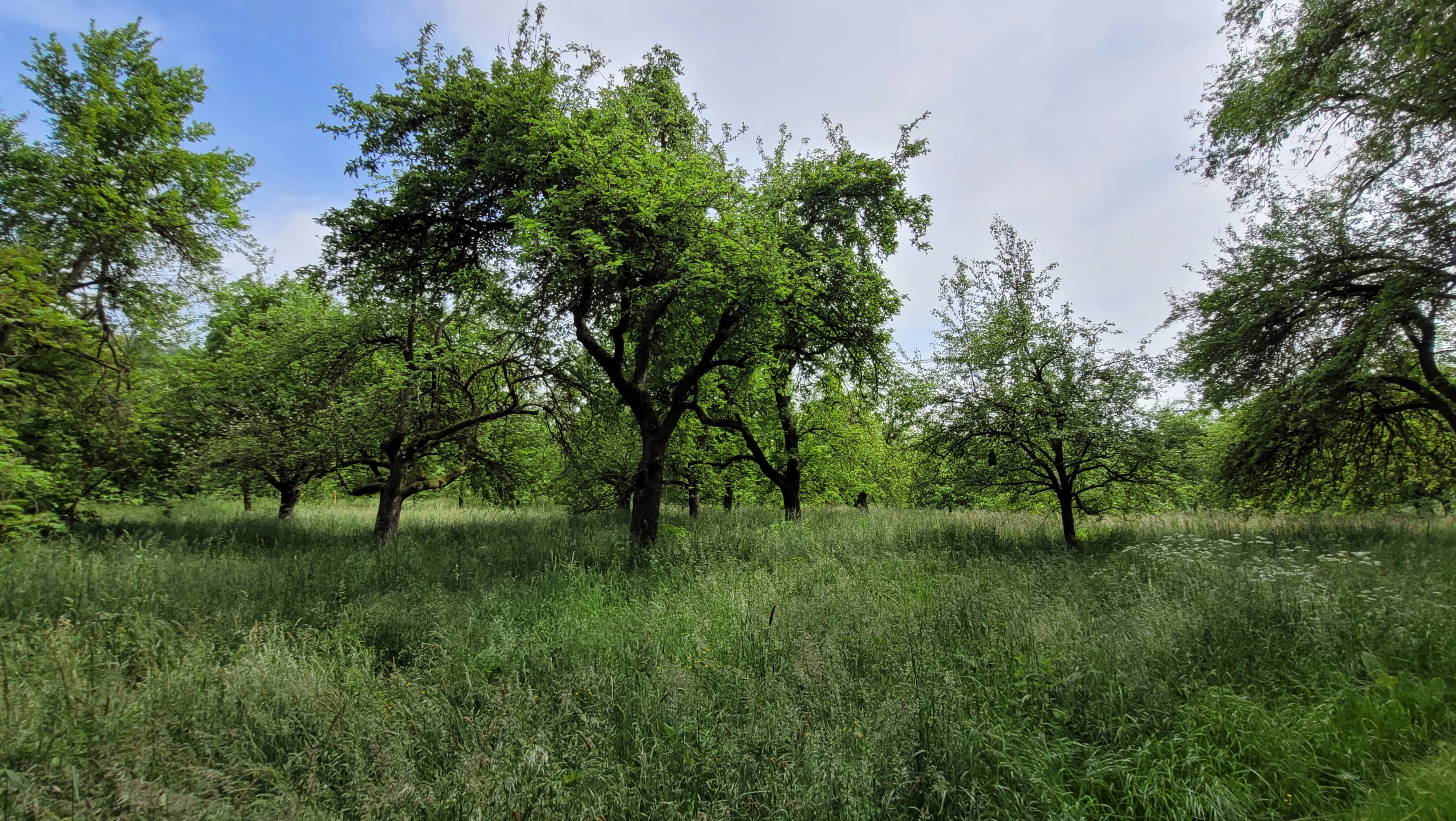 A meadow orchard with scattered fruit trees and tall green grass in the Bruch von Brensbach nature reserve in Germany.