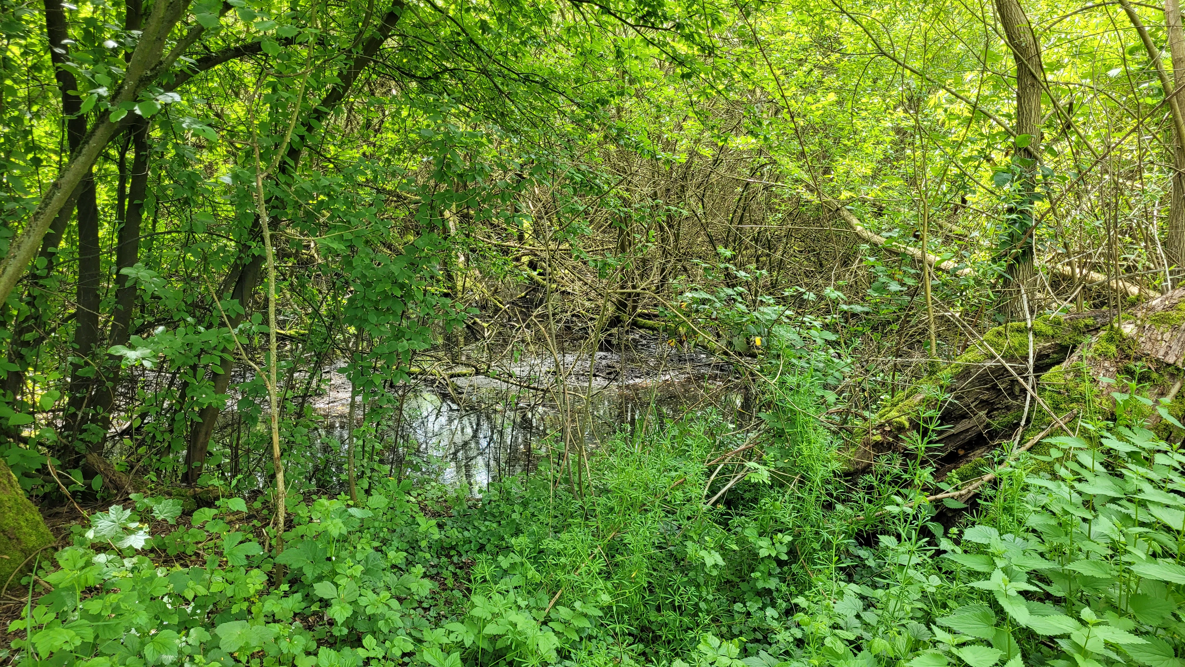 A dense, green swamp forest scene with calm water reflecting surrounding trees and thick, lush ground vegetation.