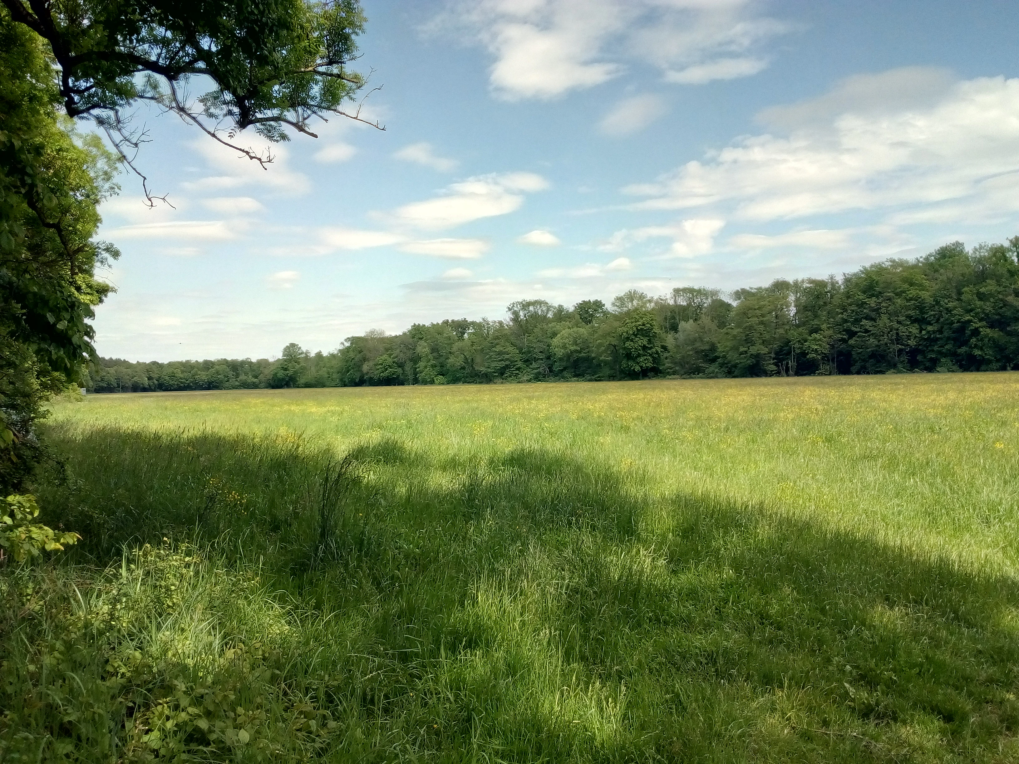 Wide shot of a green floodplain meadow with a line of forest in the background under a blue sky with scattered clouds.