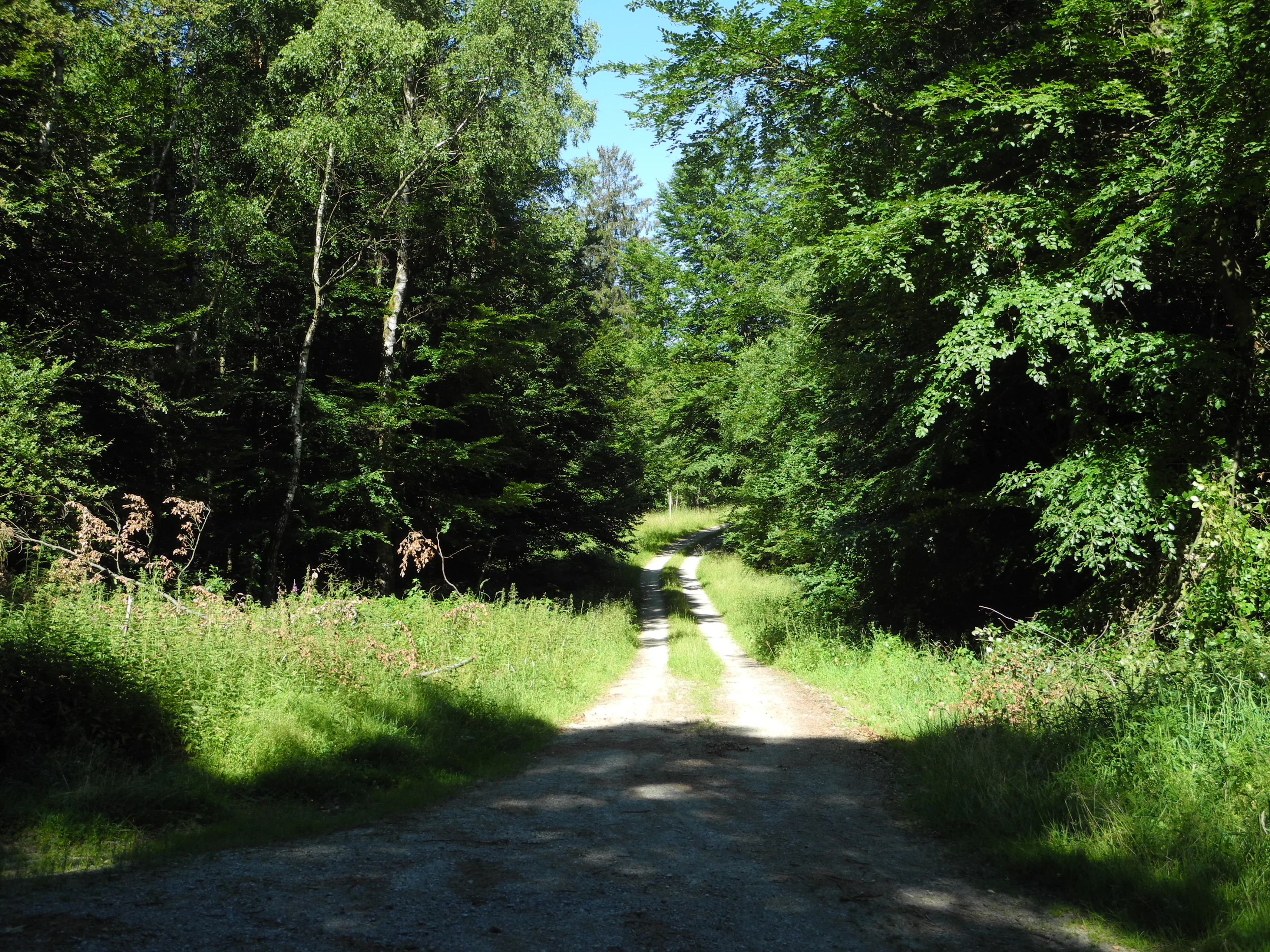 Una estrecha carretera forestal de tierra serpentea hacia una zona boscosa, frondosa y arbolada, bajo un cielo azul despejado.