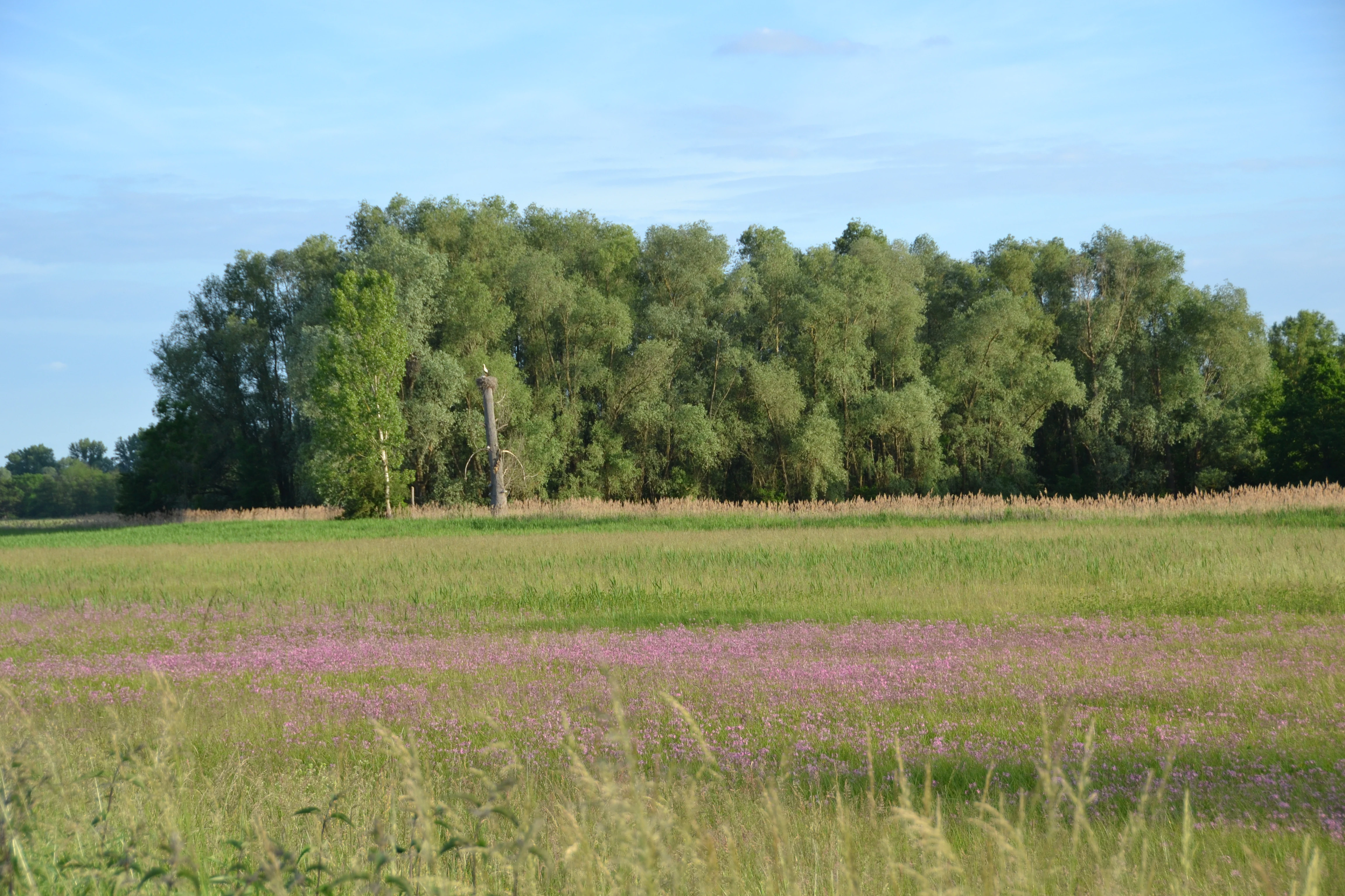 A wide landscape view of an open meadow with patches of purple wildflowers in the foreground, leading to a line of mature green trees in the background.
