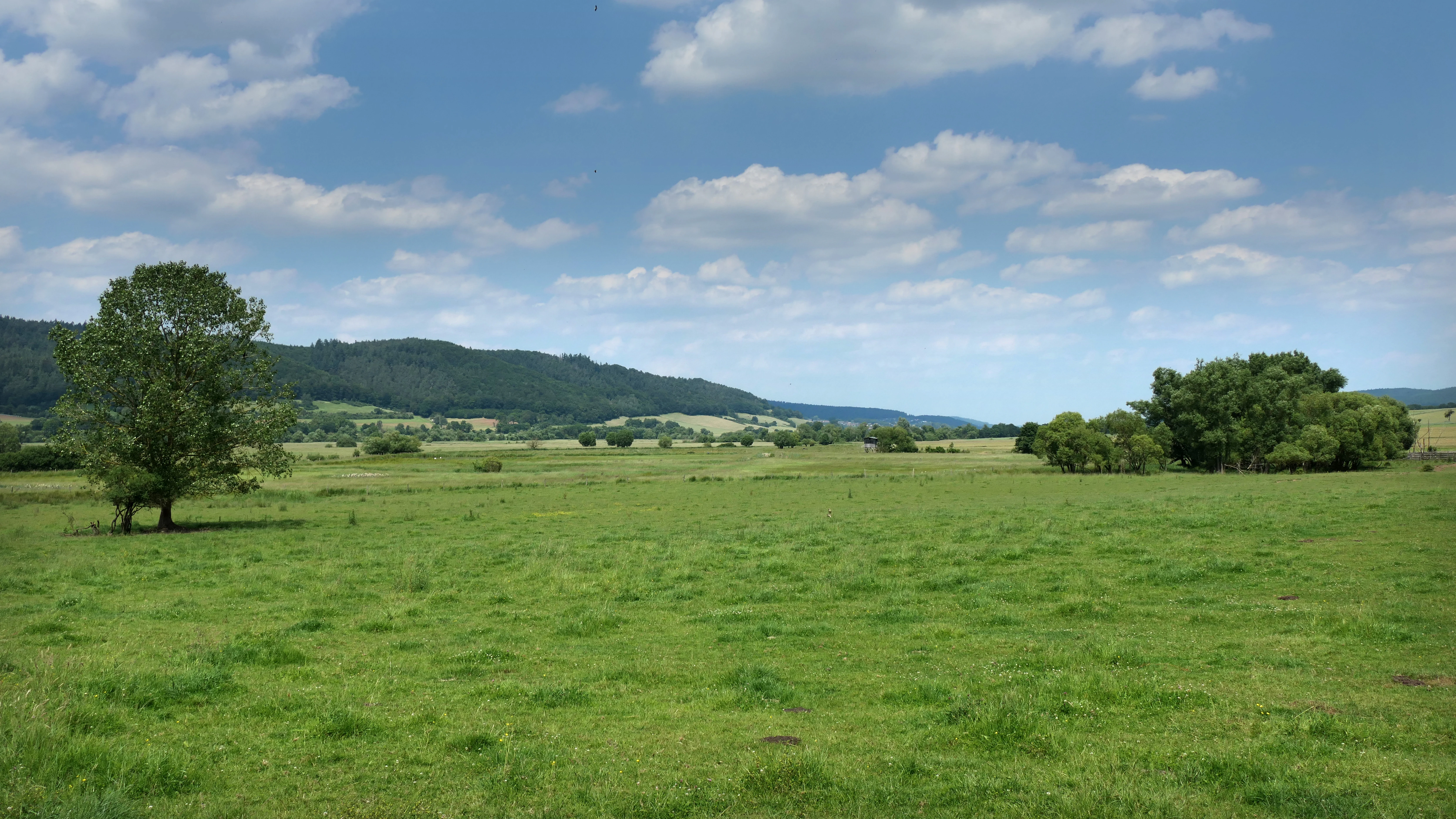 A wide, grassy meadow in the foreground with isolated trees, leading to rolling hills and a forested ridgeline under a blue, partly cloudy sky.