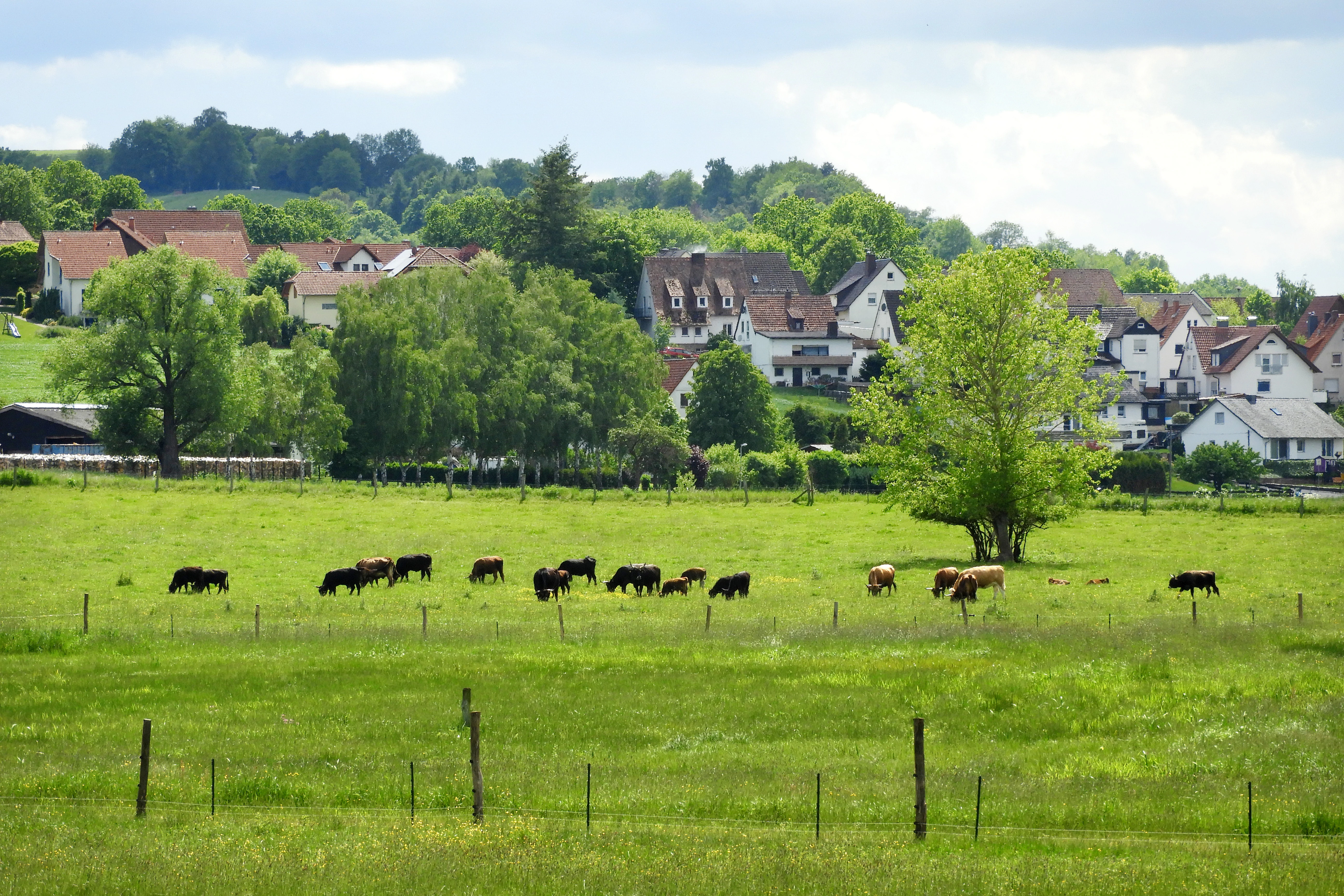 A green pasture with a herd of cattle grazing, set against a backdrop of a small village and rolling hills under a cloudy sky.