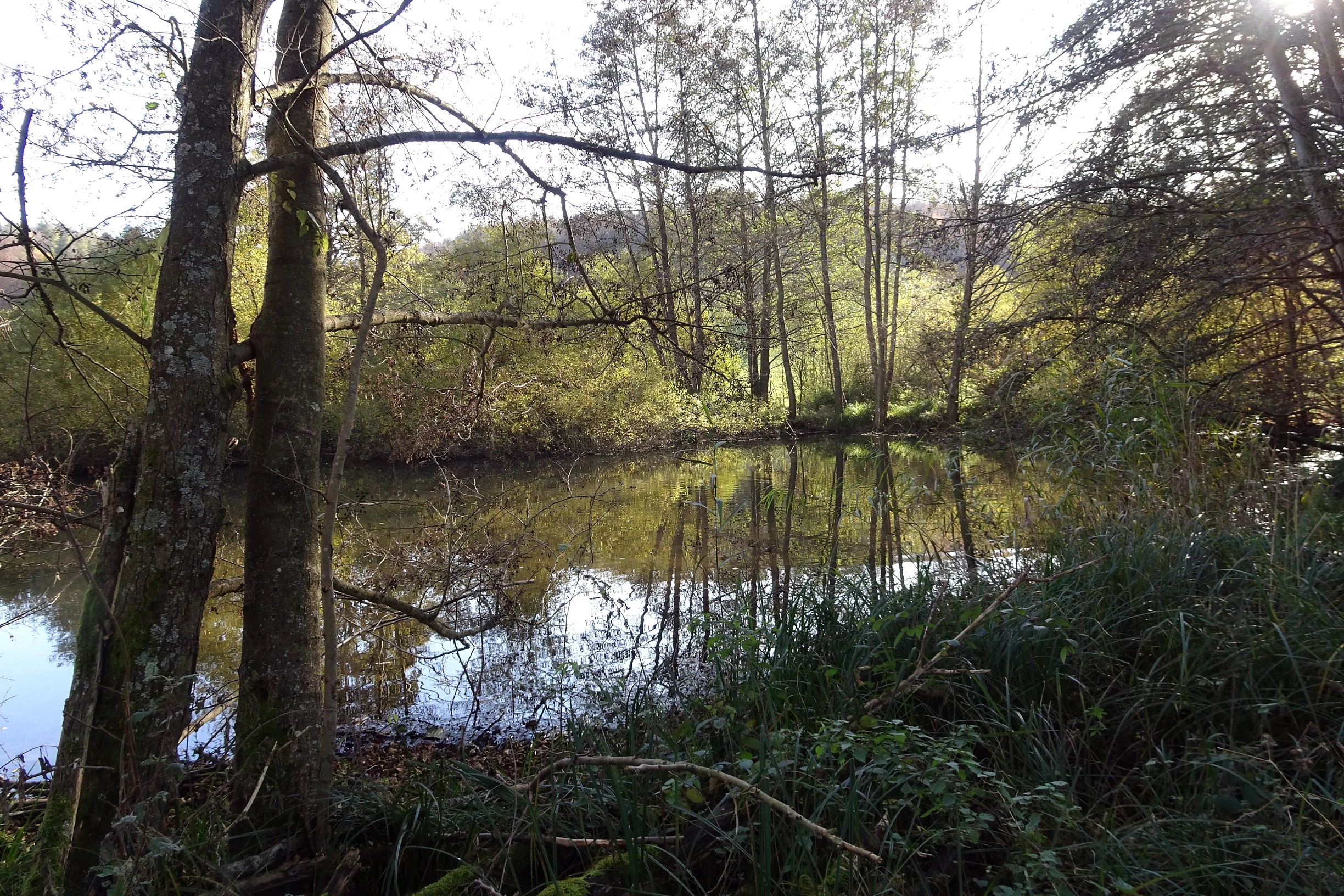 A calm, reflective pond nestled within a dense forest, with sunlight filtering through the trees.