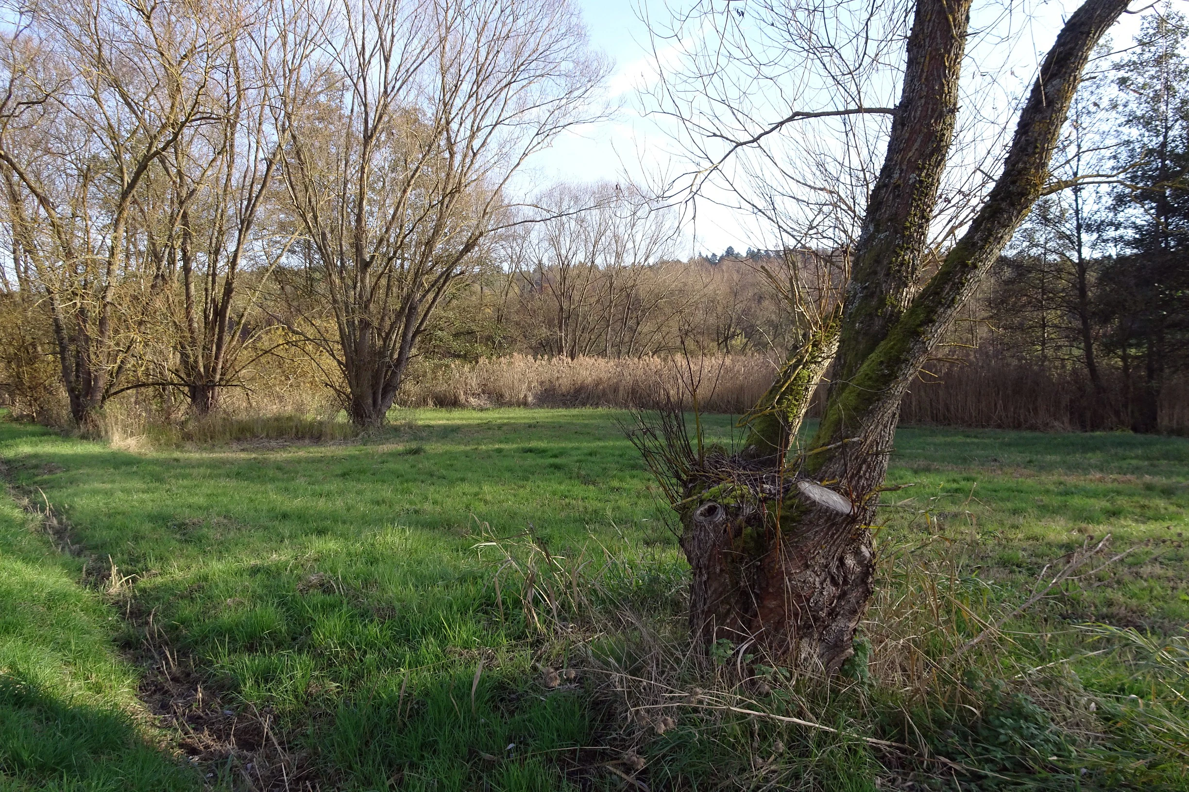 A green meadow in a nature reserve featuring a gnarled willow tree in the foreground, with more trees and a reed-lined horizon in the distance under a pale sky.