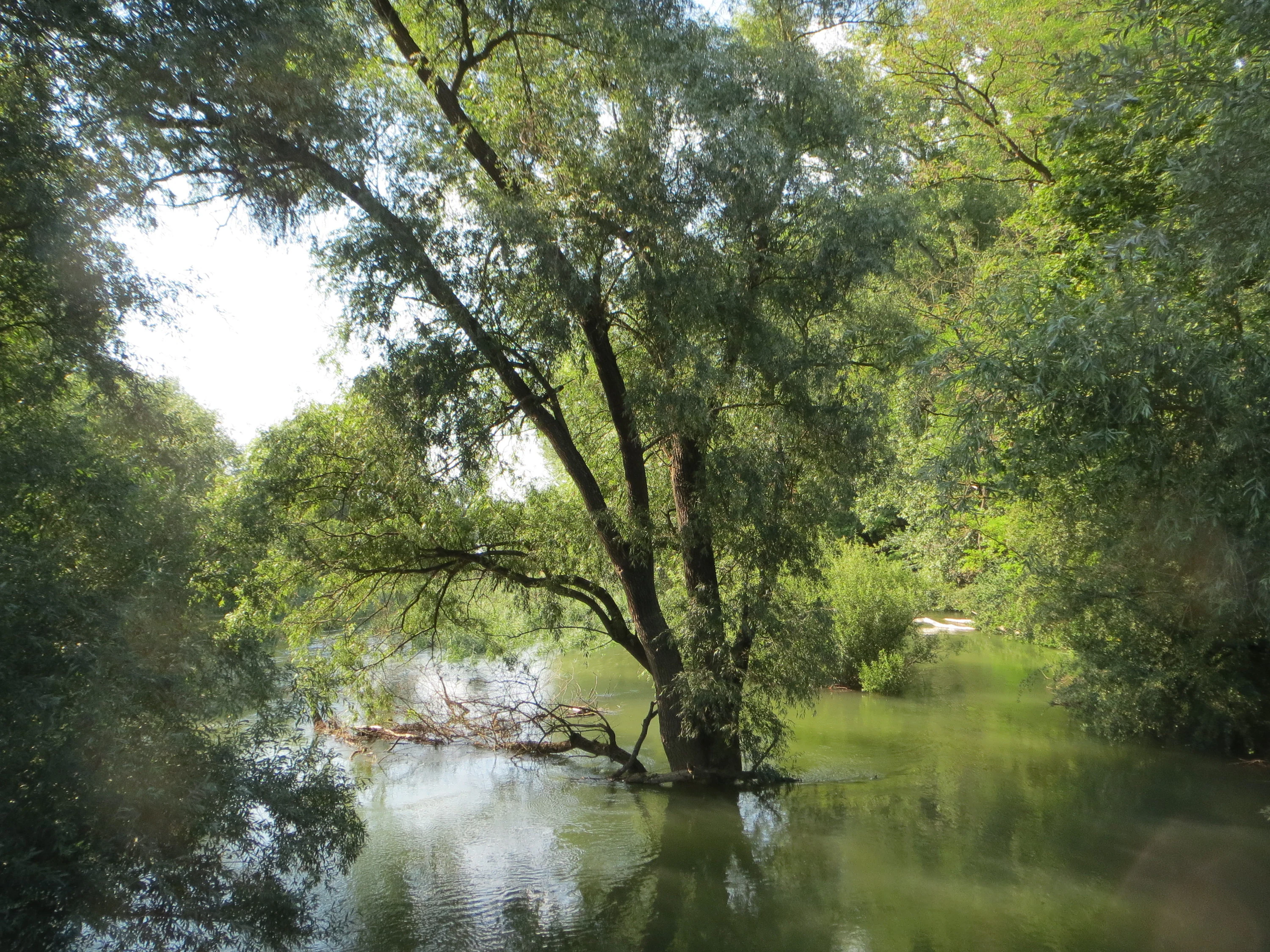 A large willow tree standing directly in calm floodwater in a densely vegetated riparian forest.