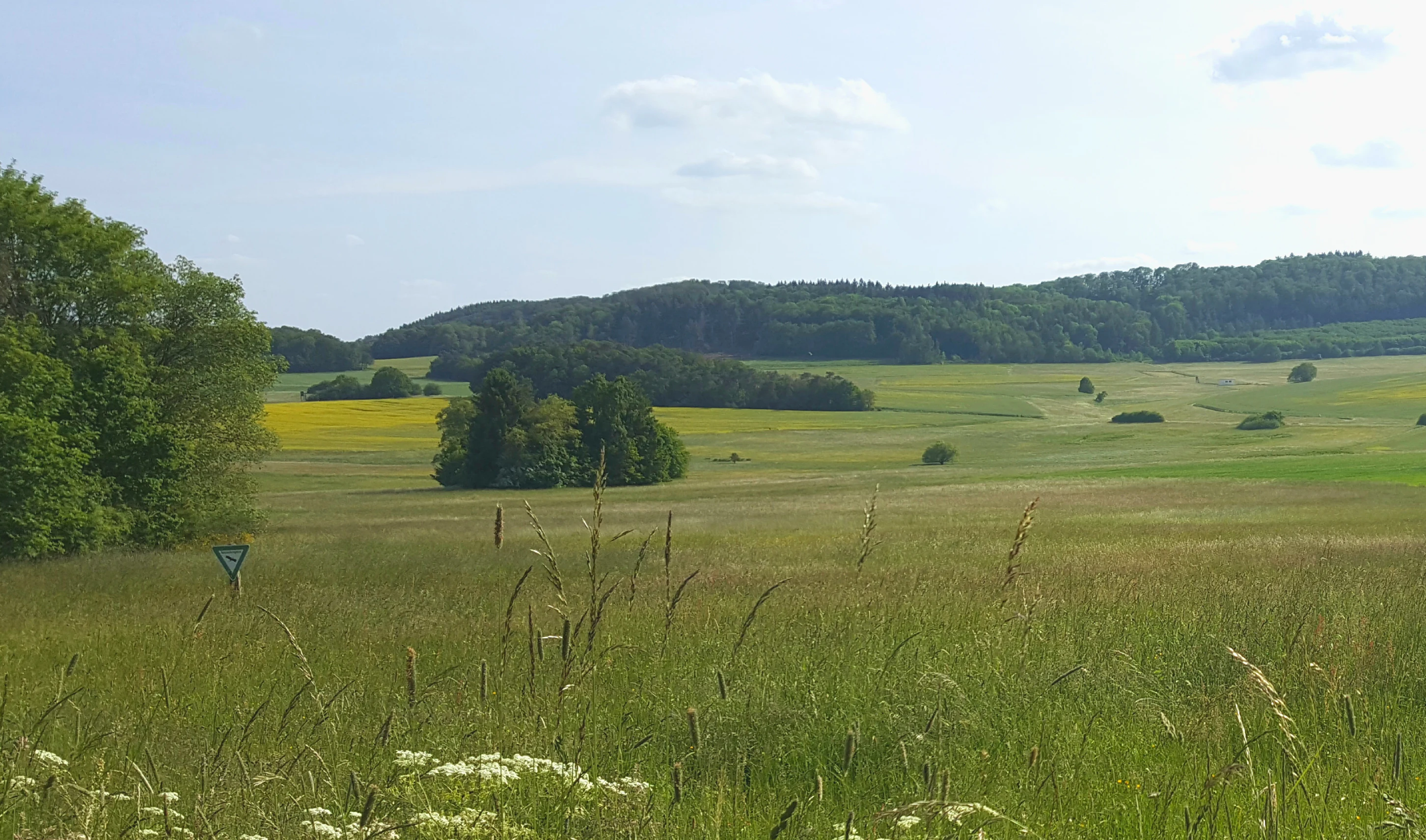 A wide view of a grassy meadow landscape at Brühl von Erda in Germany, featuring rolling green hills, patches of trees, and a distant forested ridgeline under a soft sky.