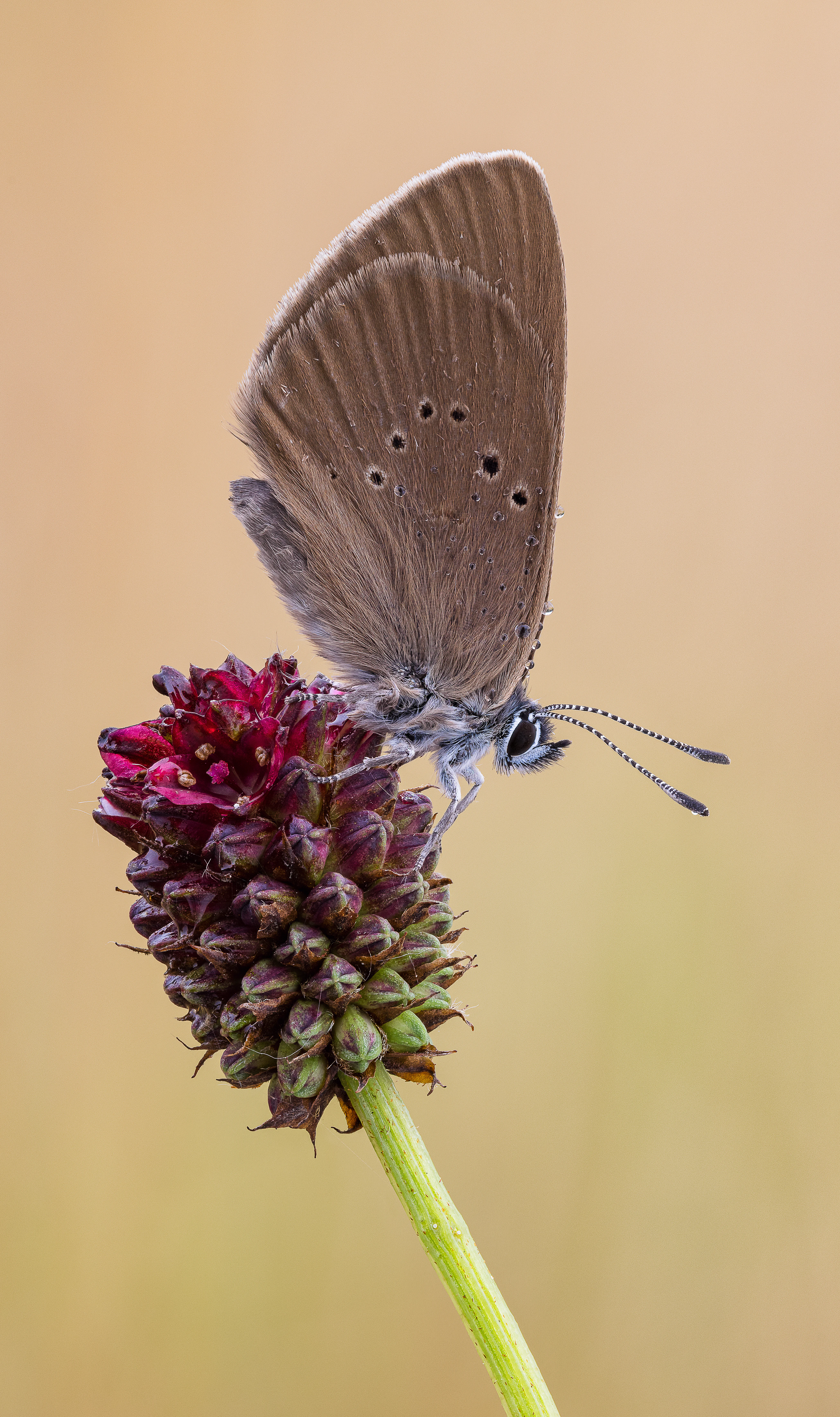 Side profile view of a Dusky Large Blue butterfly perched on a dark reddish-purple flower head against a soft, blurred golden background.