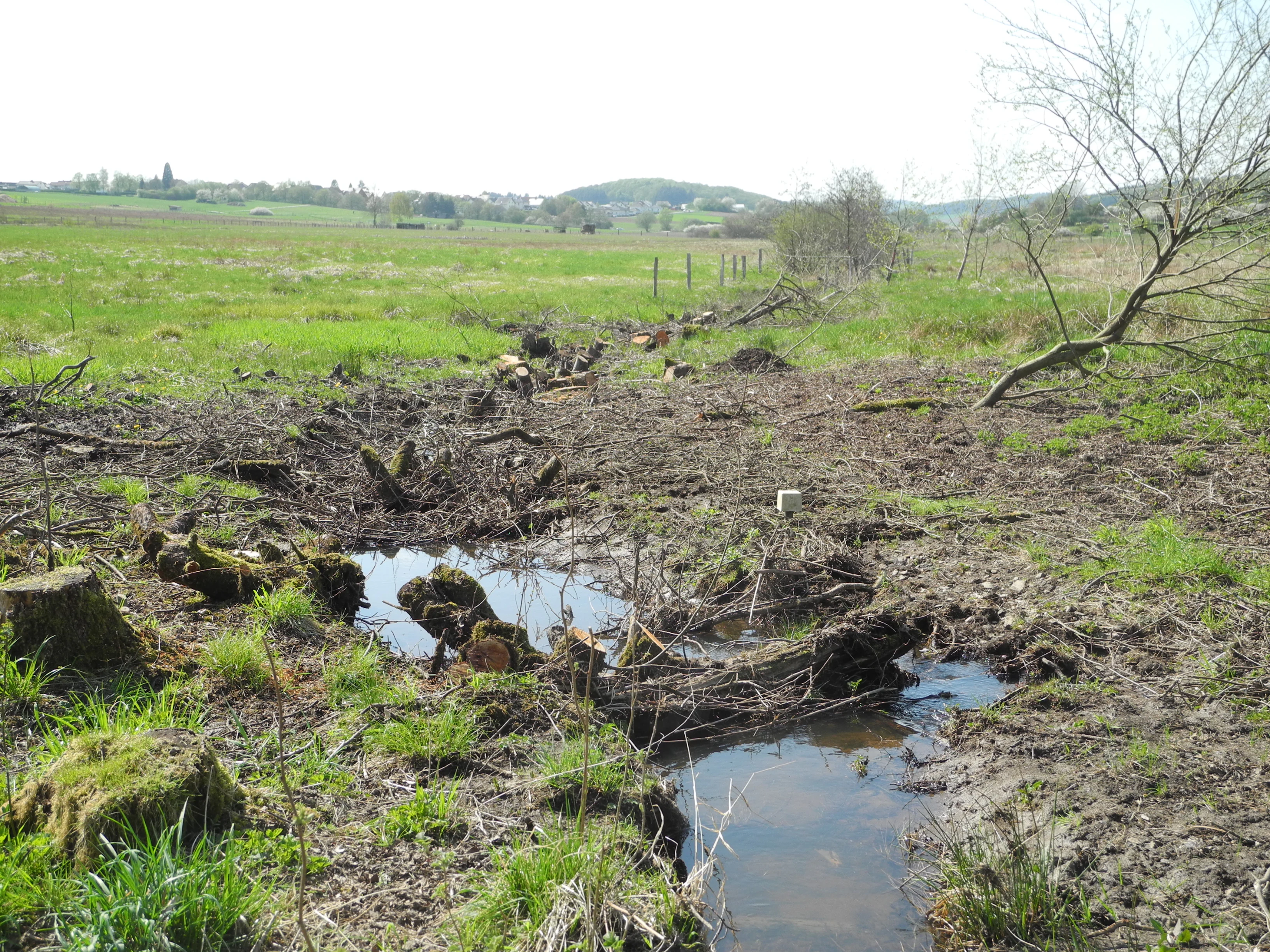A small, muddy stream winding through a grassy, open meadow with tree stumps in the foreground and rolling hills in the background.