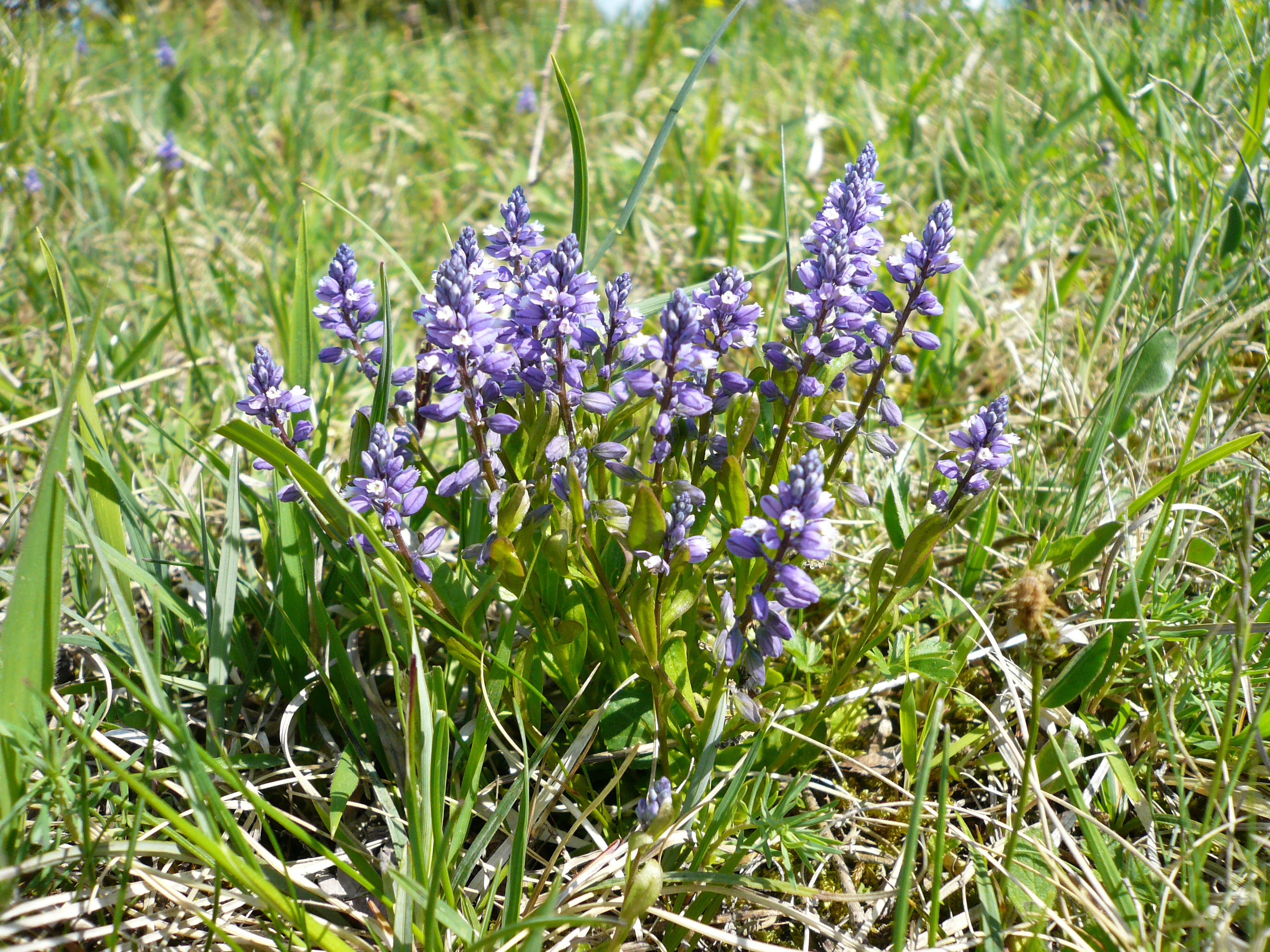 A close-up view of a cluster of small, purple, spire-shaped flowers growing in a grassy field.