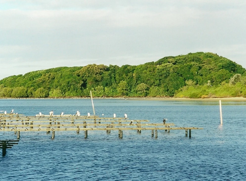 A view across a body of water toward a densely forested hill, with wooden oyster farming racks in the foreground hosting several white birds.