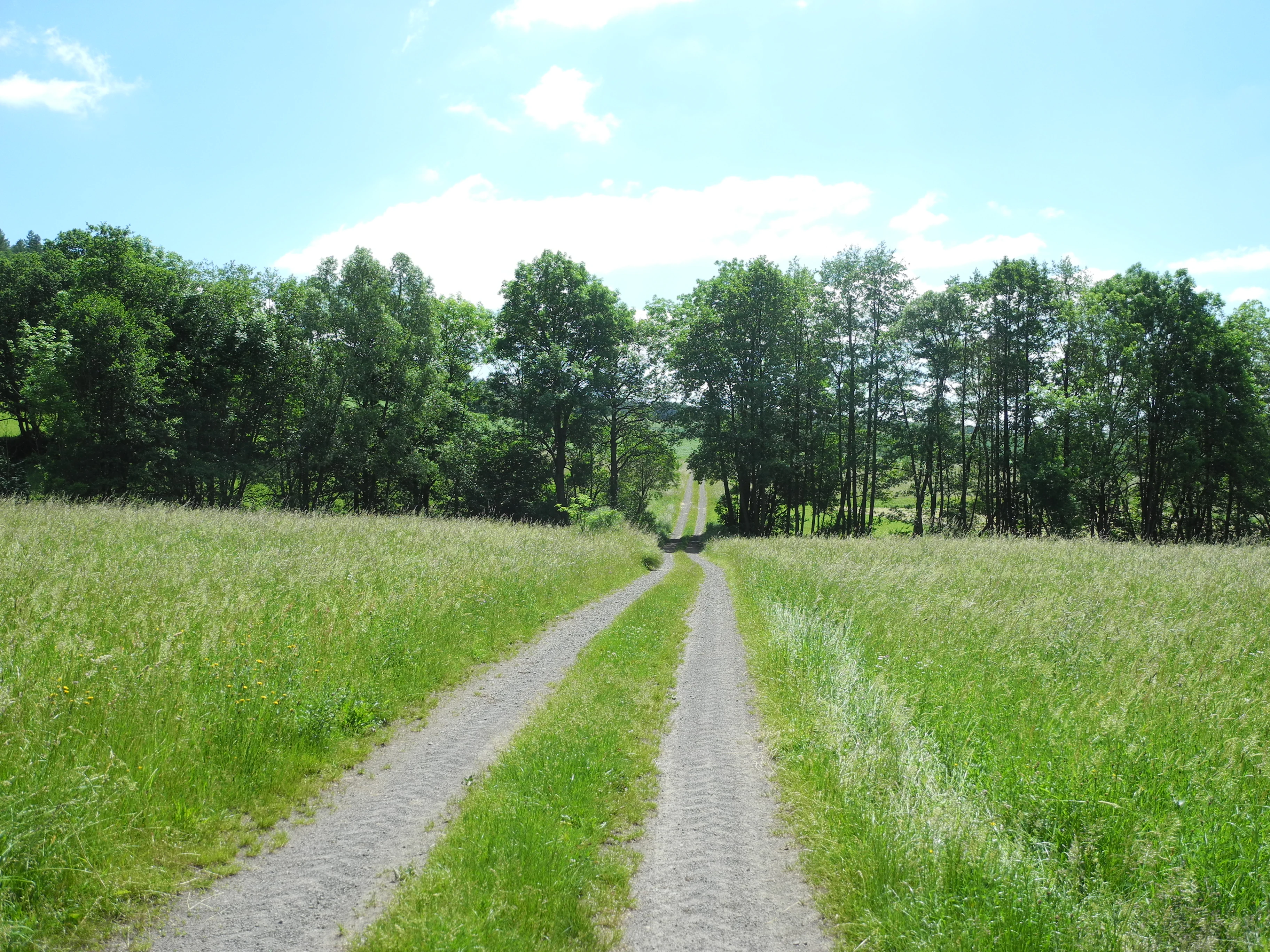 A narrow dirt path leads through a tall, green grass meadow toward a line of deciduous trees under a blue sky.