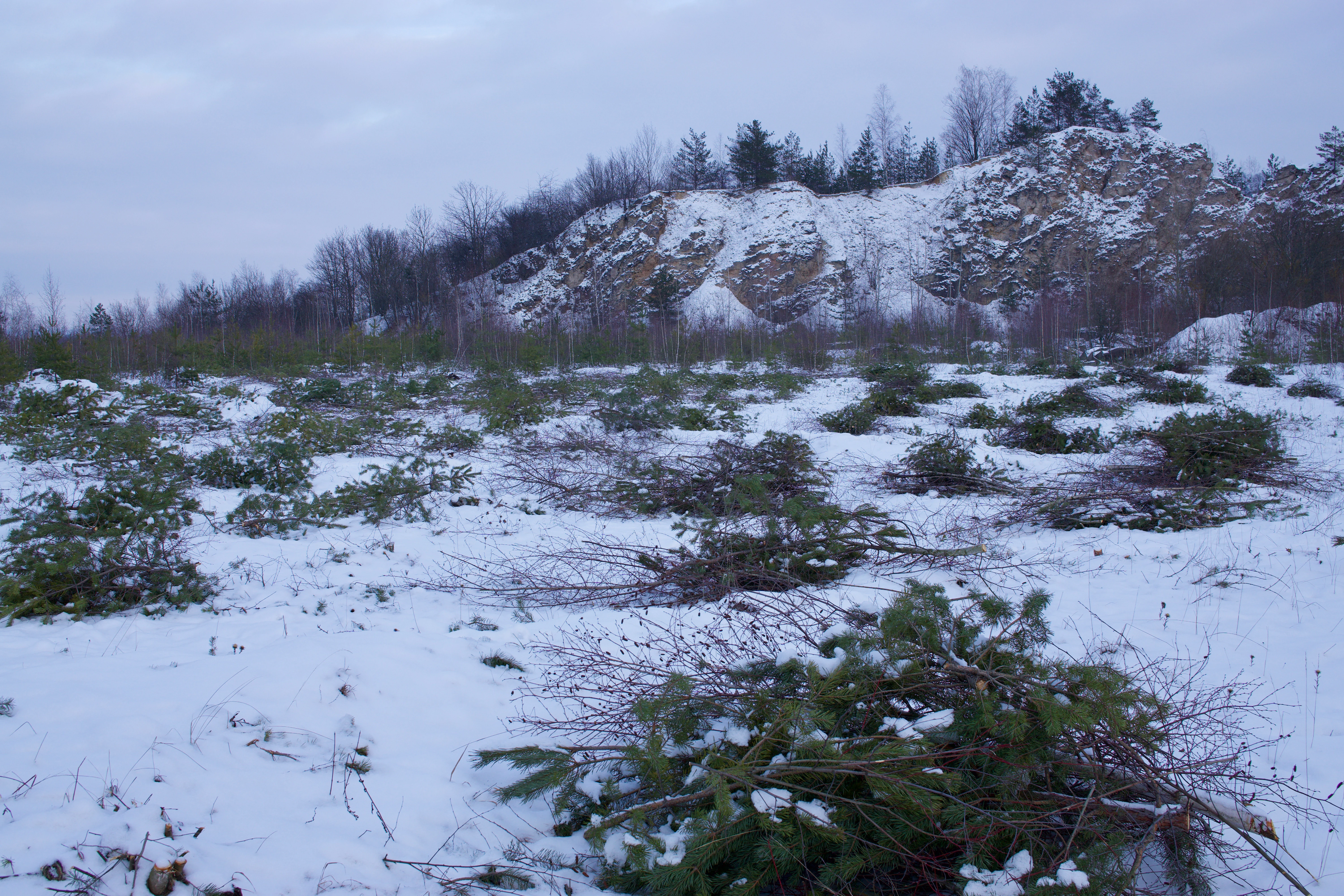 A snowy, open landscape in a nature reserve featuring scattered cut pine branches in the foreground and a rocky, snow-dusted hillside with trees in the background.
