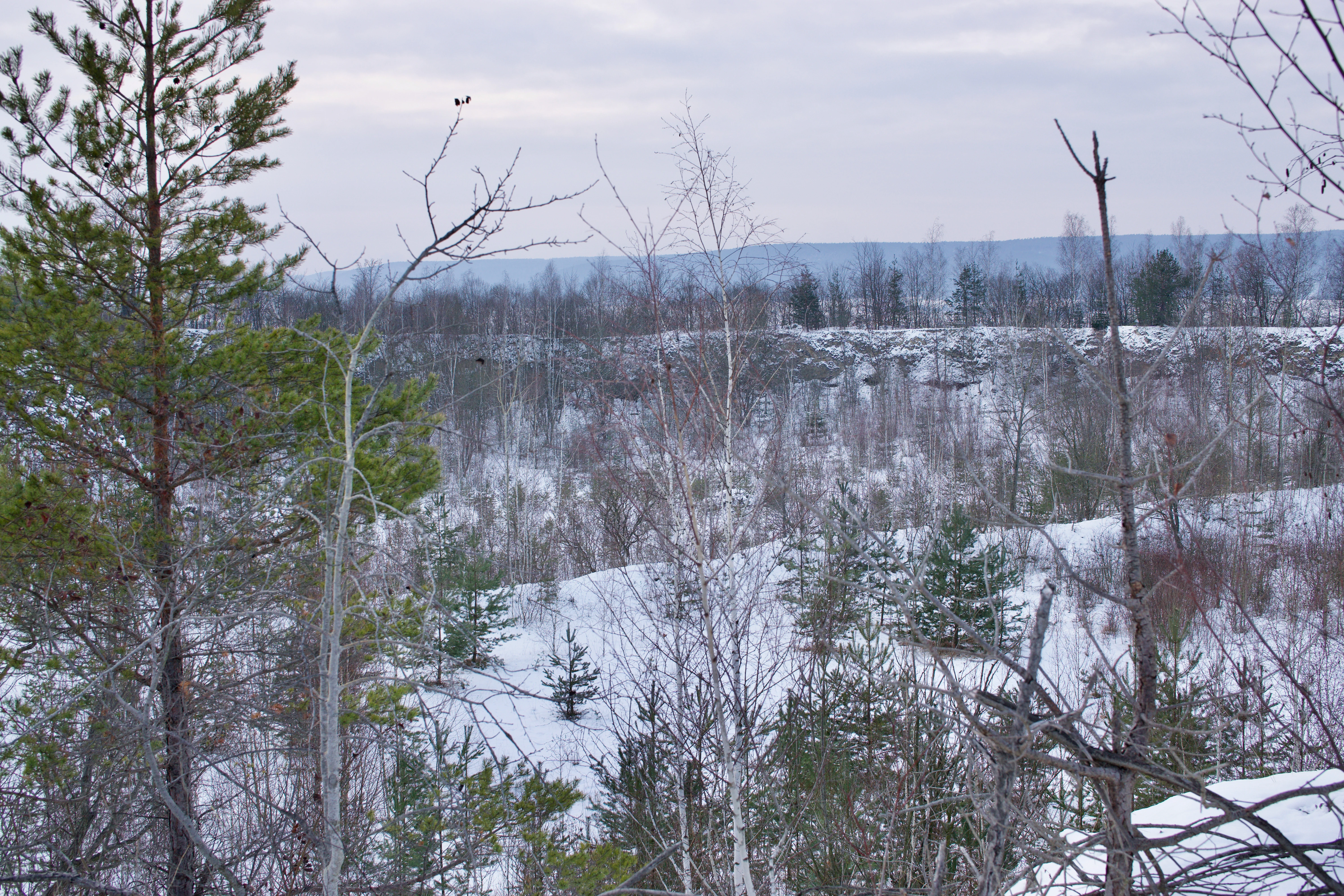 A snowy landscape view of a nature reserve featuring sparse trees, small evergreen shrubs, and a forested horizon line under a pale overcast sky.