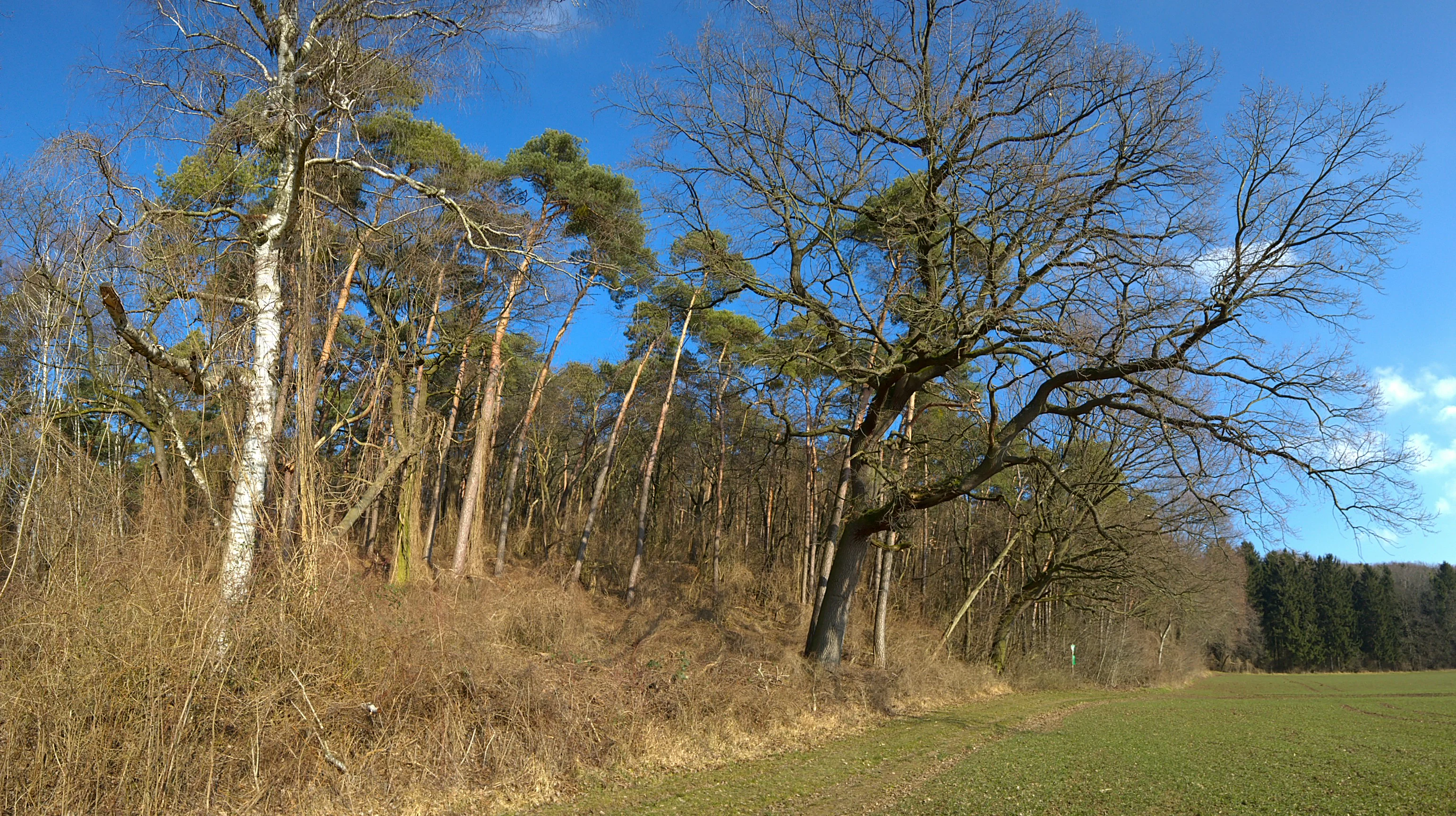 A line of bare deciduous trees and pine trees stands at the edge of a meadow under a bright blue sky.