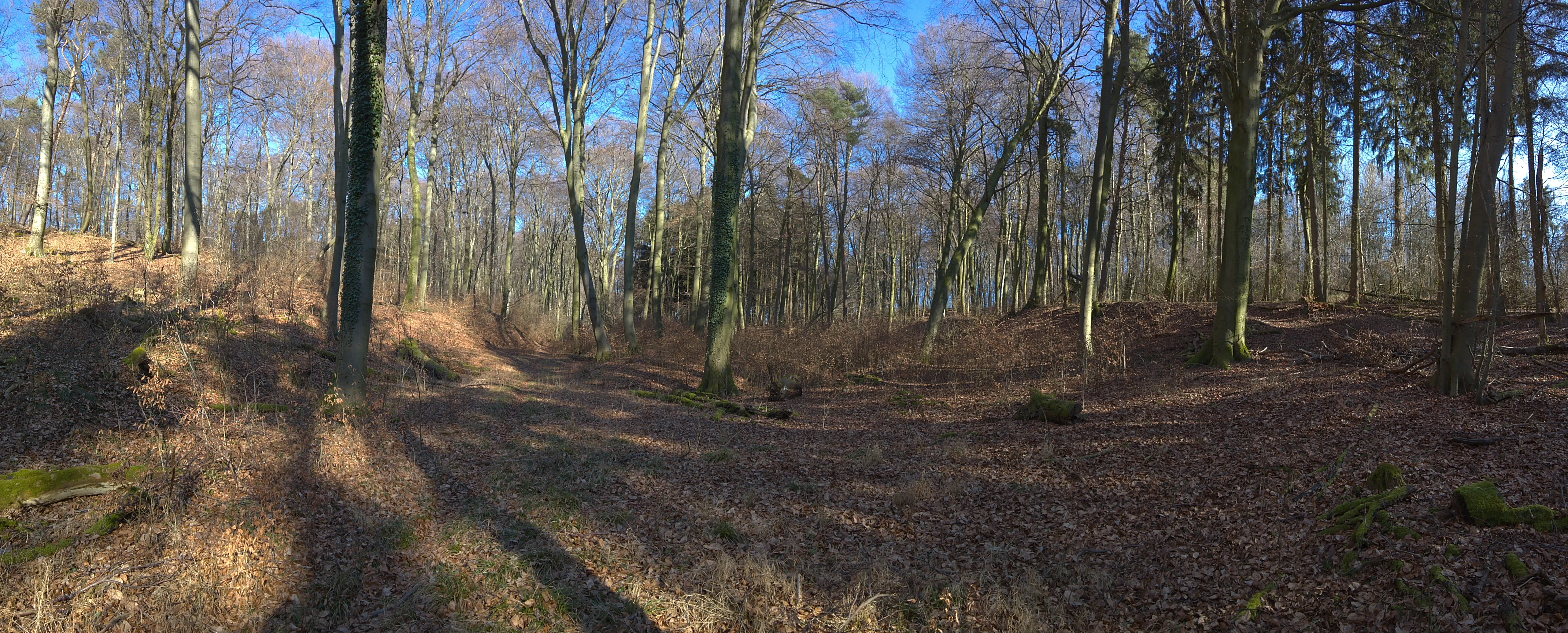 A wide, eye-level panoramic view of a deciduous forest in winter with bare trees, dry leaf-covered ground, and a small ridge in the midground under a bright blue sky.