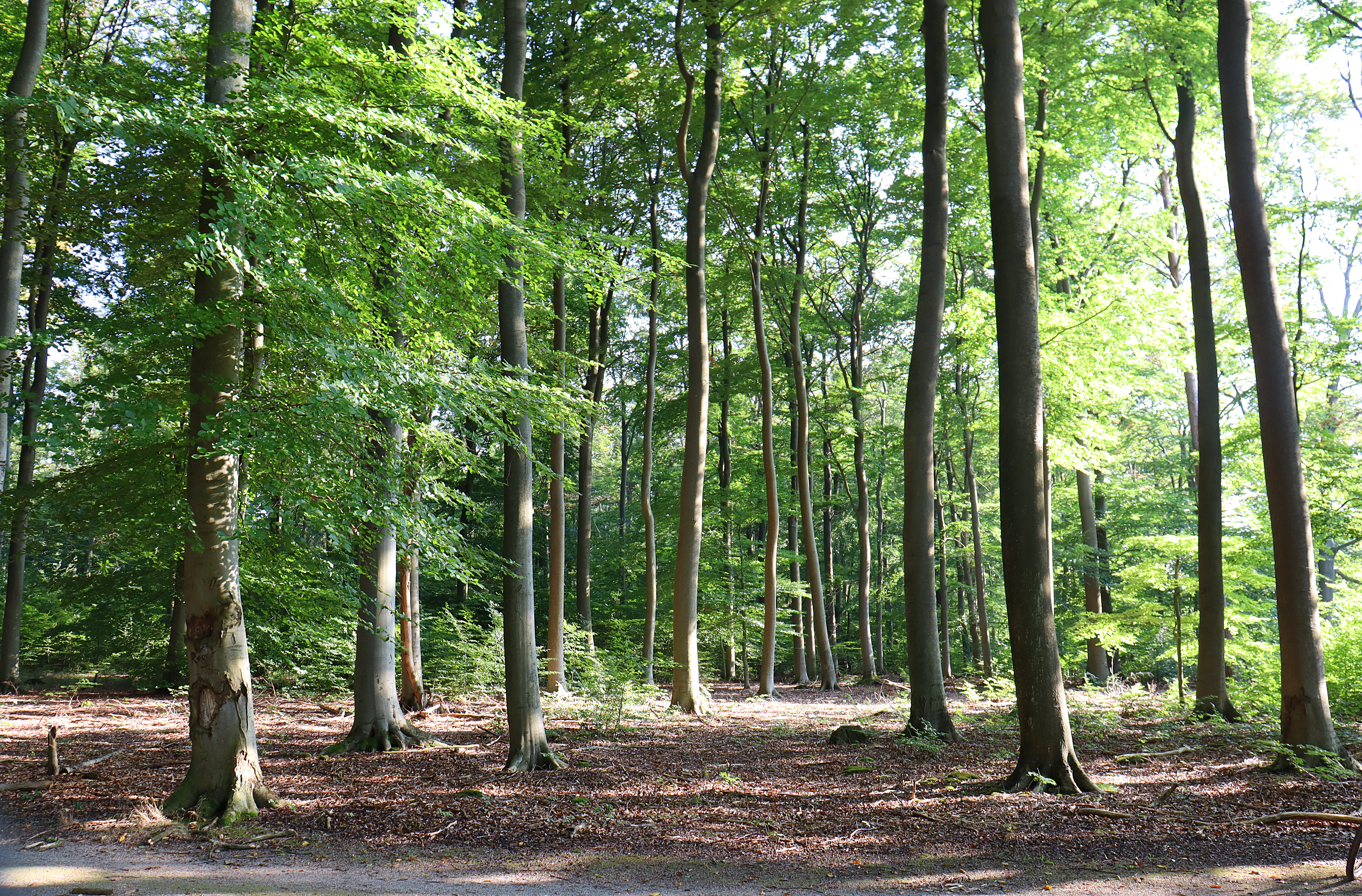 Looking into a dense forest with tall, slender deciduous trees and a leafy green canopy casting dappled light on the forest floor.