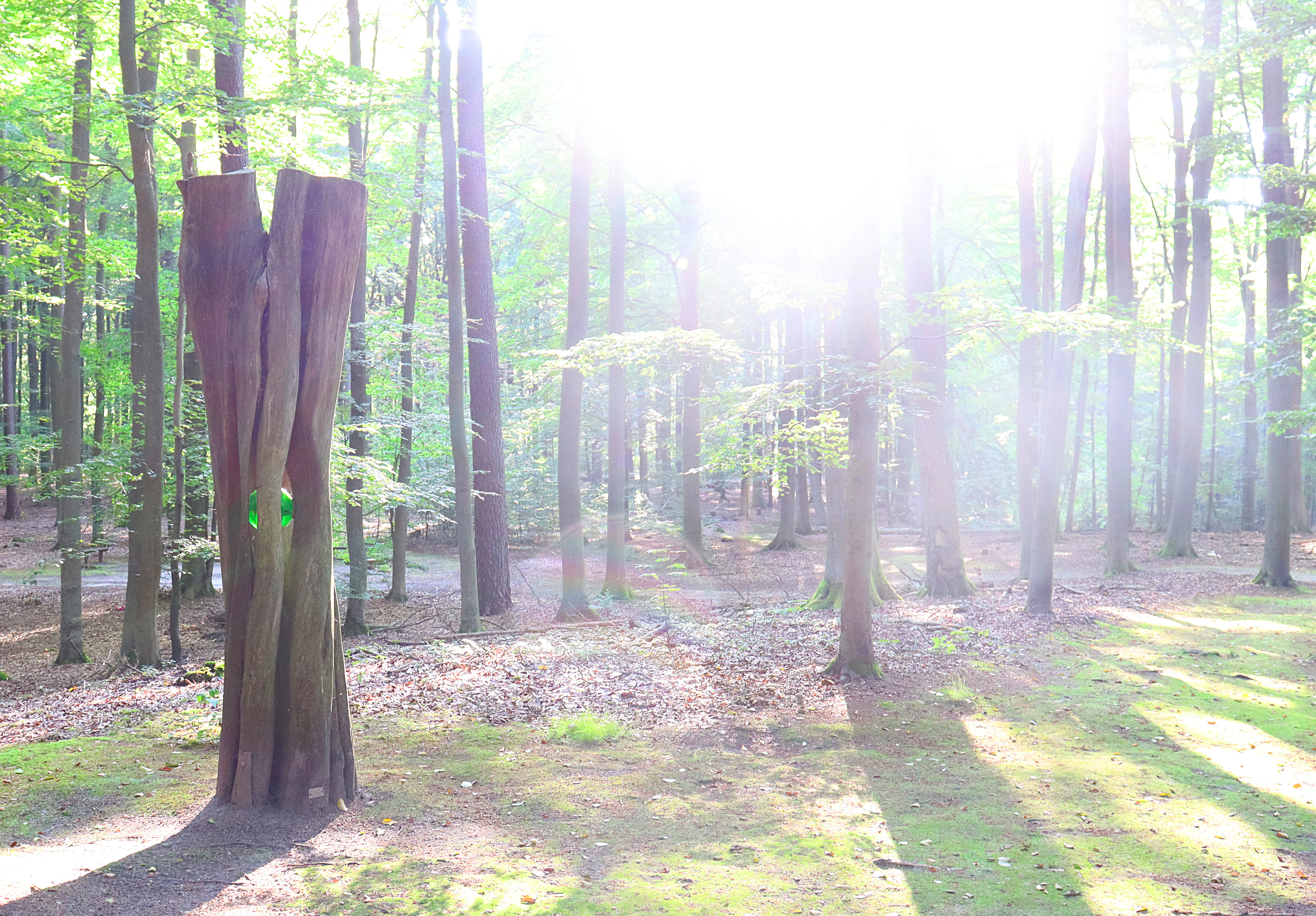 A sunlit, deciduous forest scene with a prominent, vertically split wooden sculpture in the foreground.