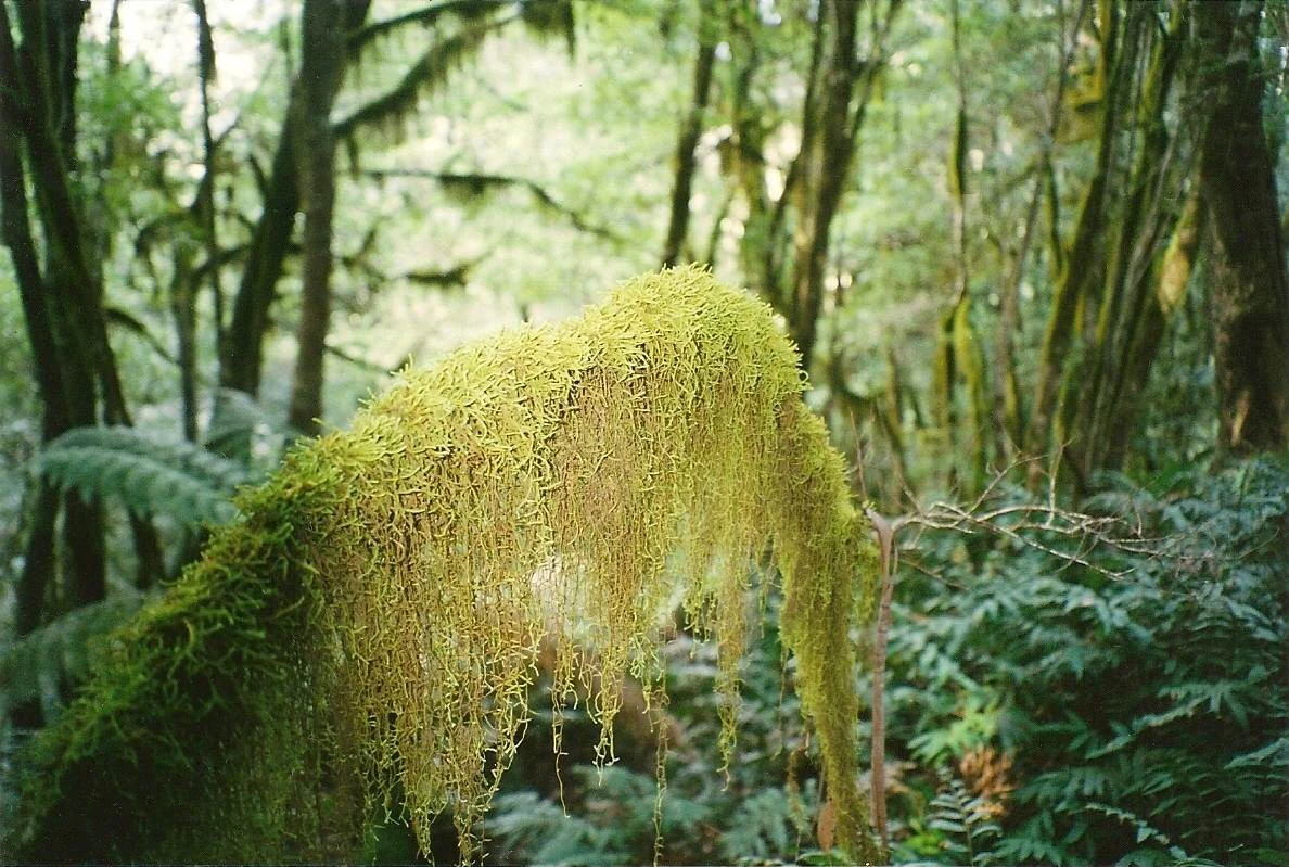 Primer plano de una rama de árbol cubierta de musgo amarillo verdoso con un denso bosque de fondo