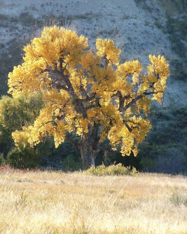 A large Plains cottonwood tree with brilliant yellow autumn leaves stands in a dry grassland with a pale badlands slope in the background.