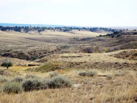 Rolling, arid grassy landscape with sparse shrubs and low hills under a bright, overcast sky in South Dakota.