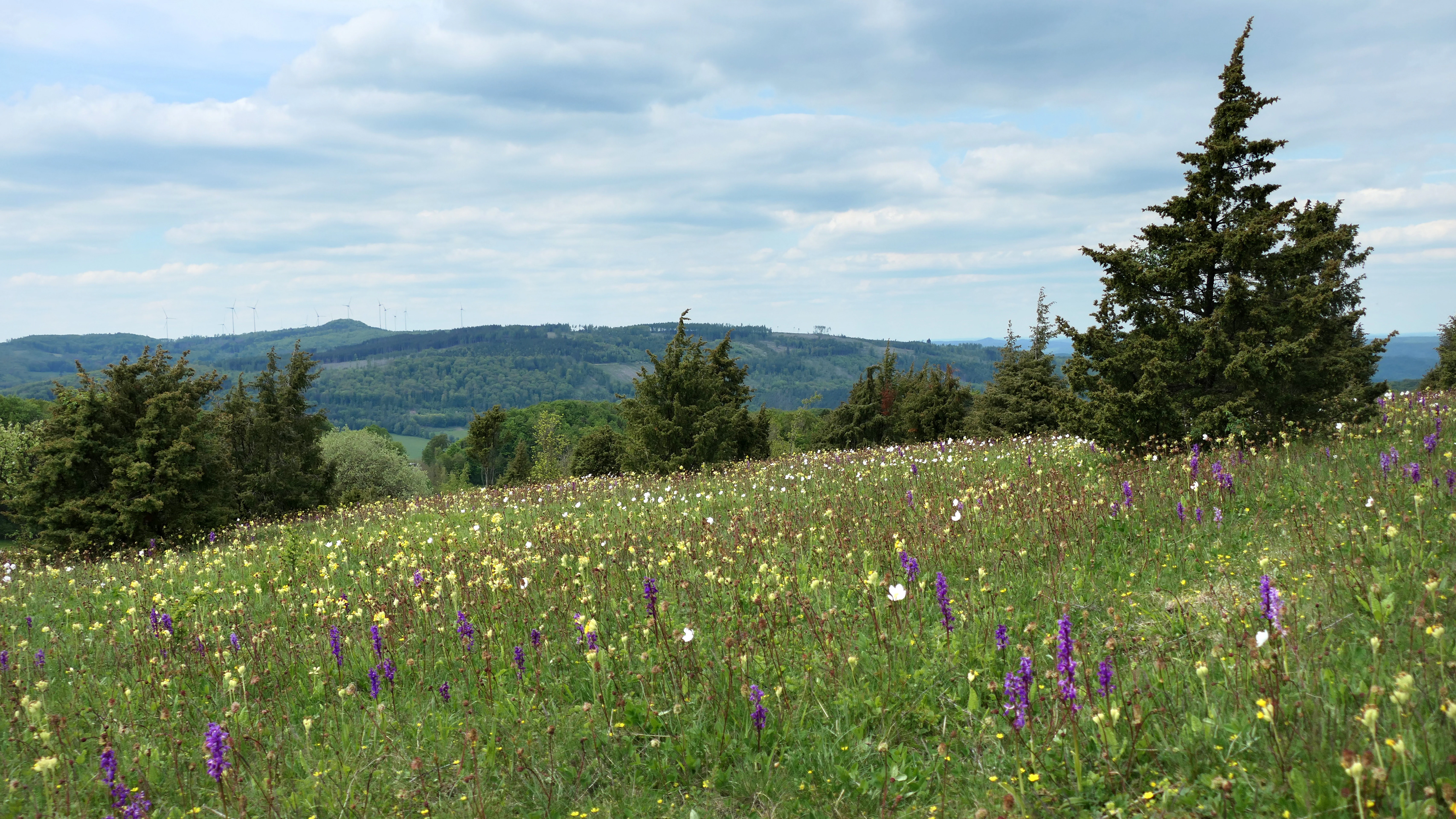 A gentle grassy hill covered with purple and yellow wildflowers and scattered juniper trees, with a distant view of wooded hills under a cloudy sky.