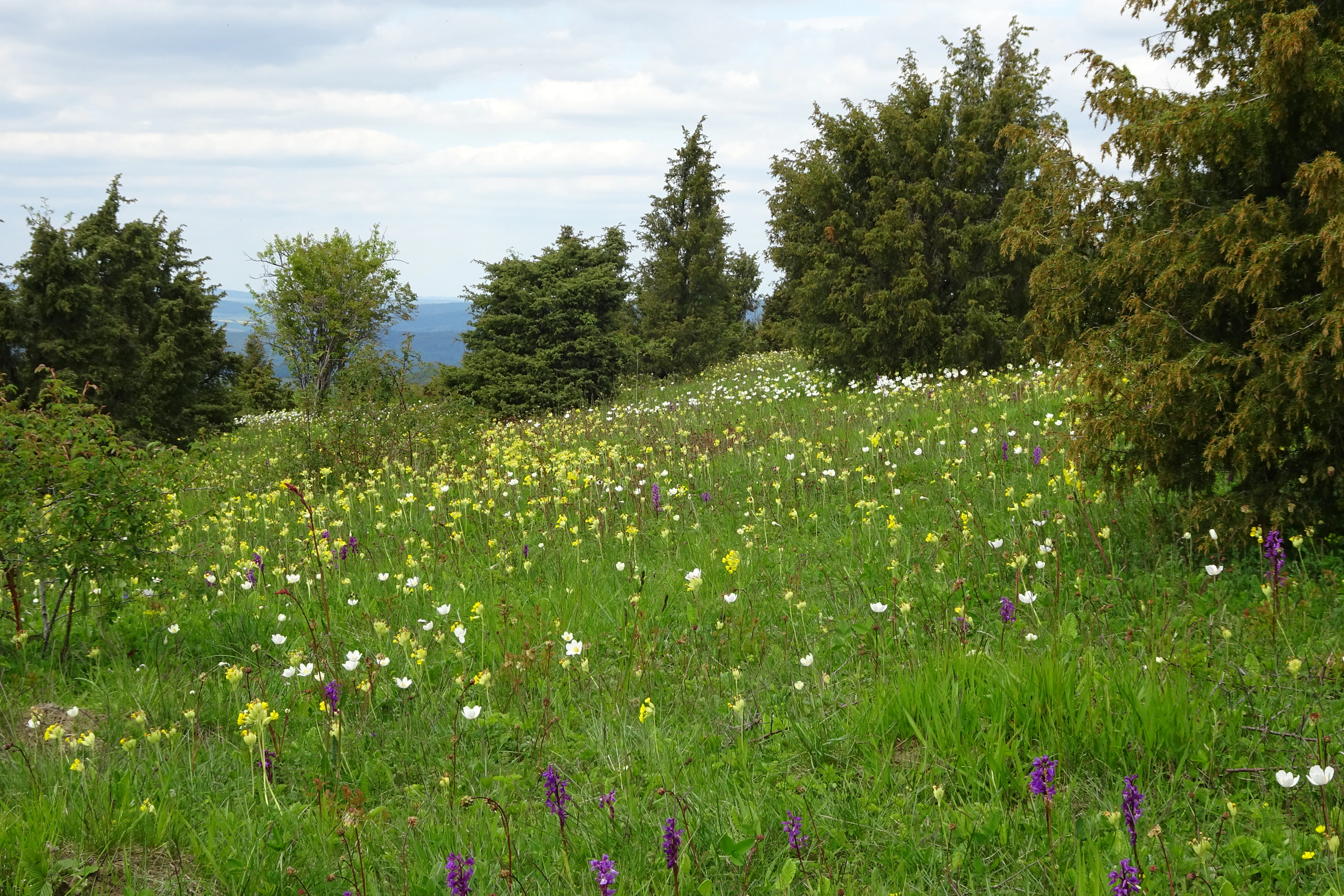 A sloped, grassy meadow filled with white, yellow, and purple wildflowers, interspersed with scattered dark green juniper trees under a cloudy sky.