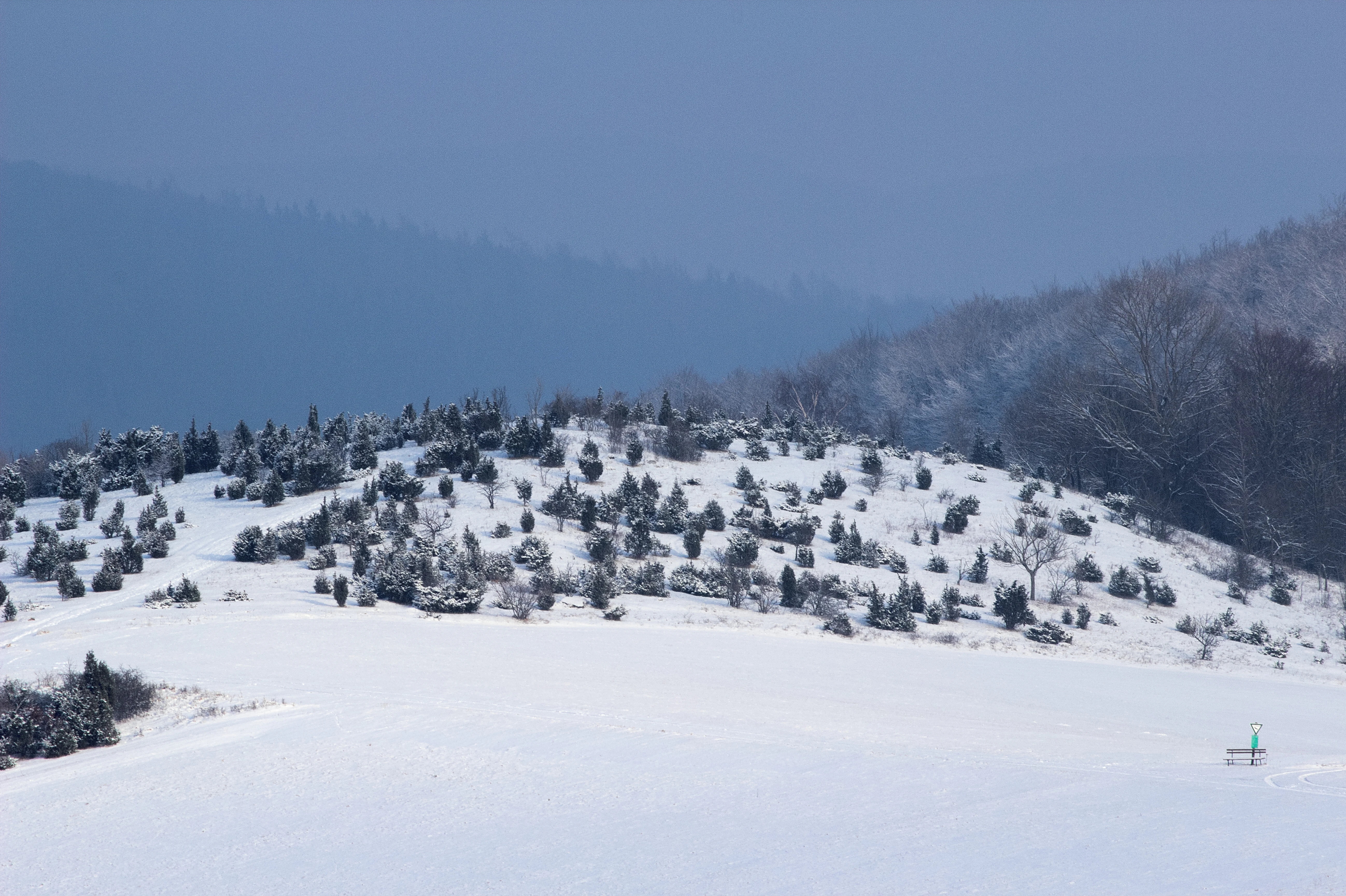 A snow-covered hillside dotted with small evergreen trees, likely junipers, under a cloudy, overcast winter sky.