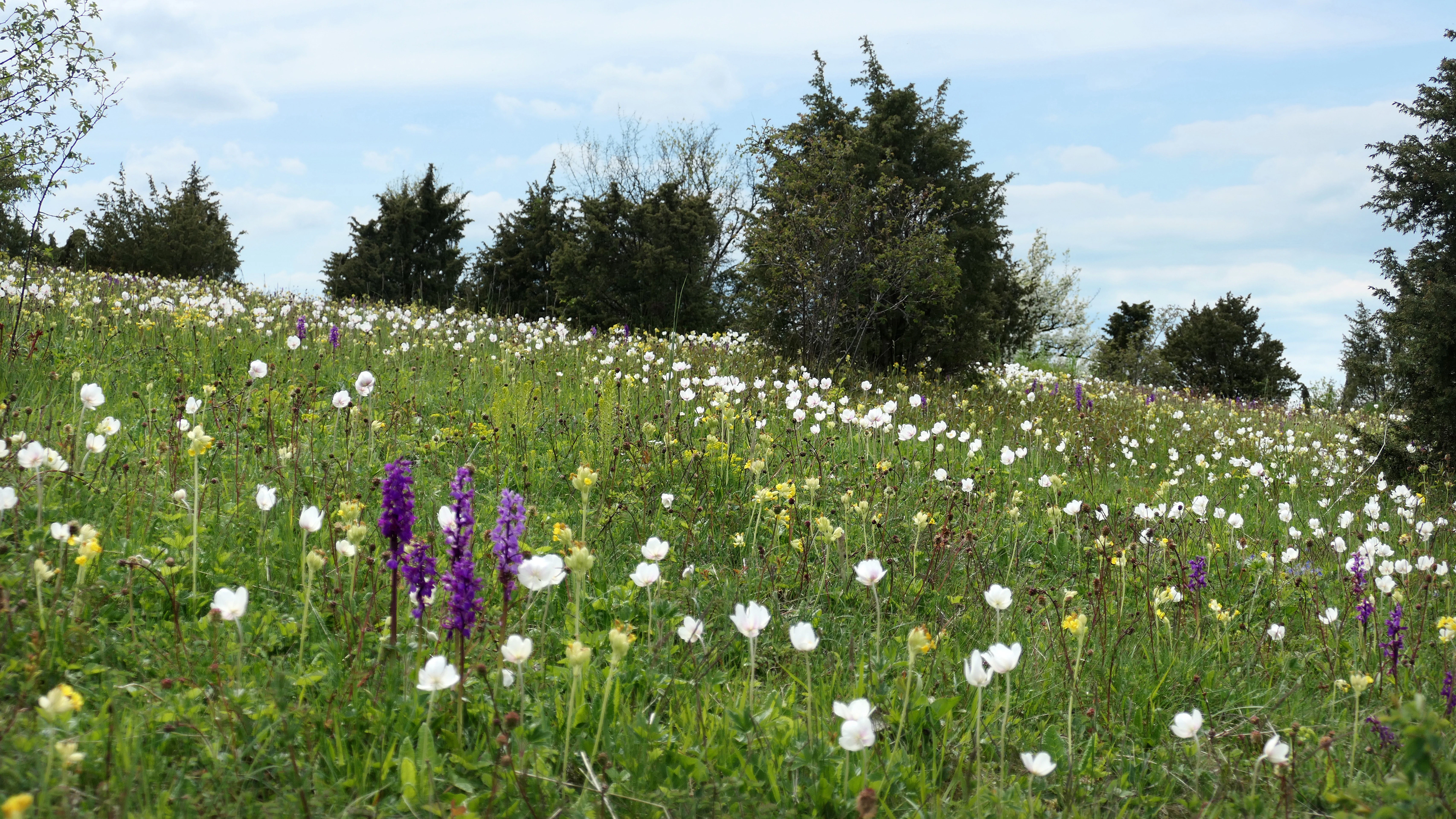 A sloped meadow filled with white and purple wildflowers under a light blue cloudy sky, dotted with dark green juniper trees.
