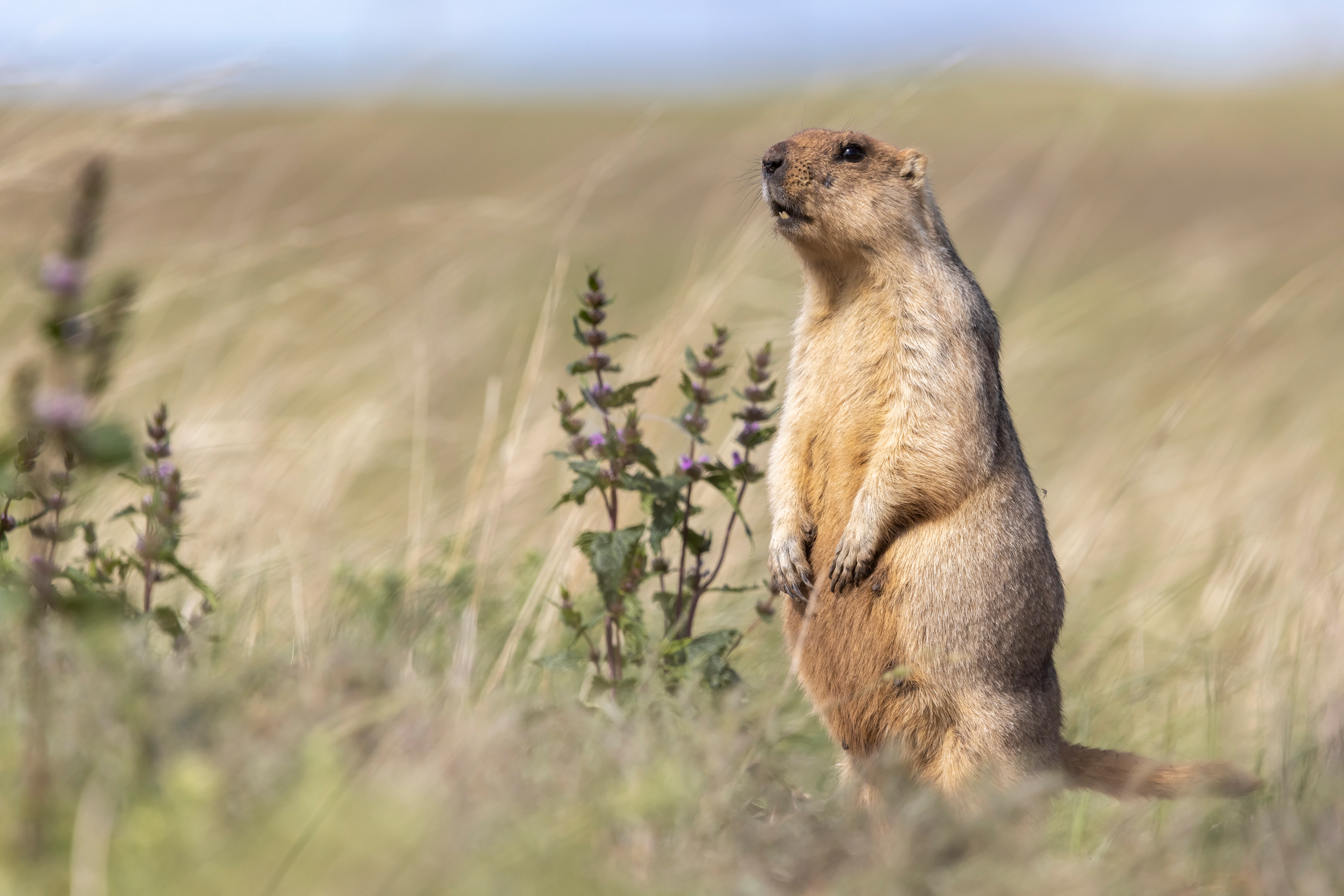 A marmot stands upright in tall grass with flowering plants in the background