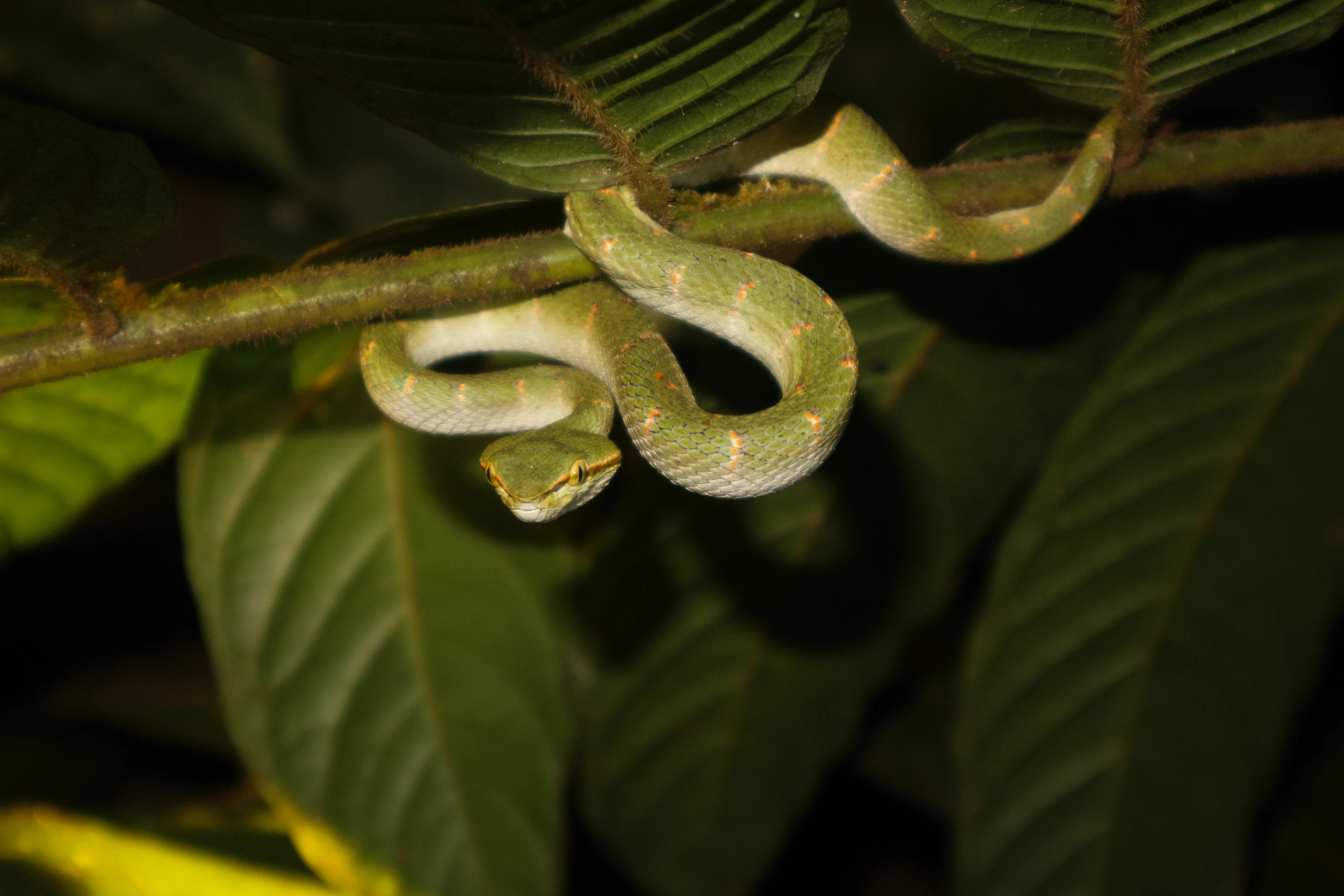 Green venomous snake coiled on a branch surrounded by large green leaves in a forest setting
