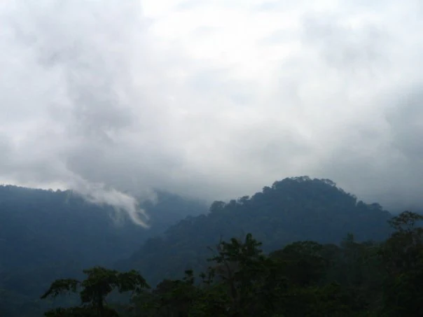 Mountain range with dense forest under cloudy sky, featuring Schwaner Mountains in background