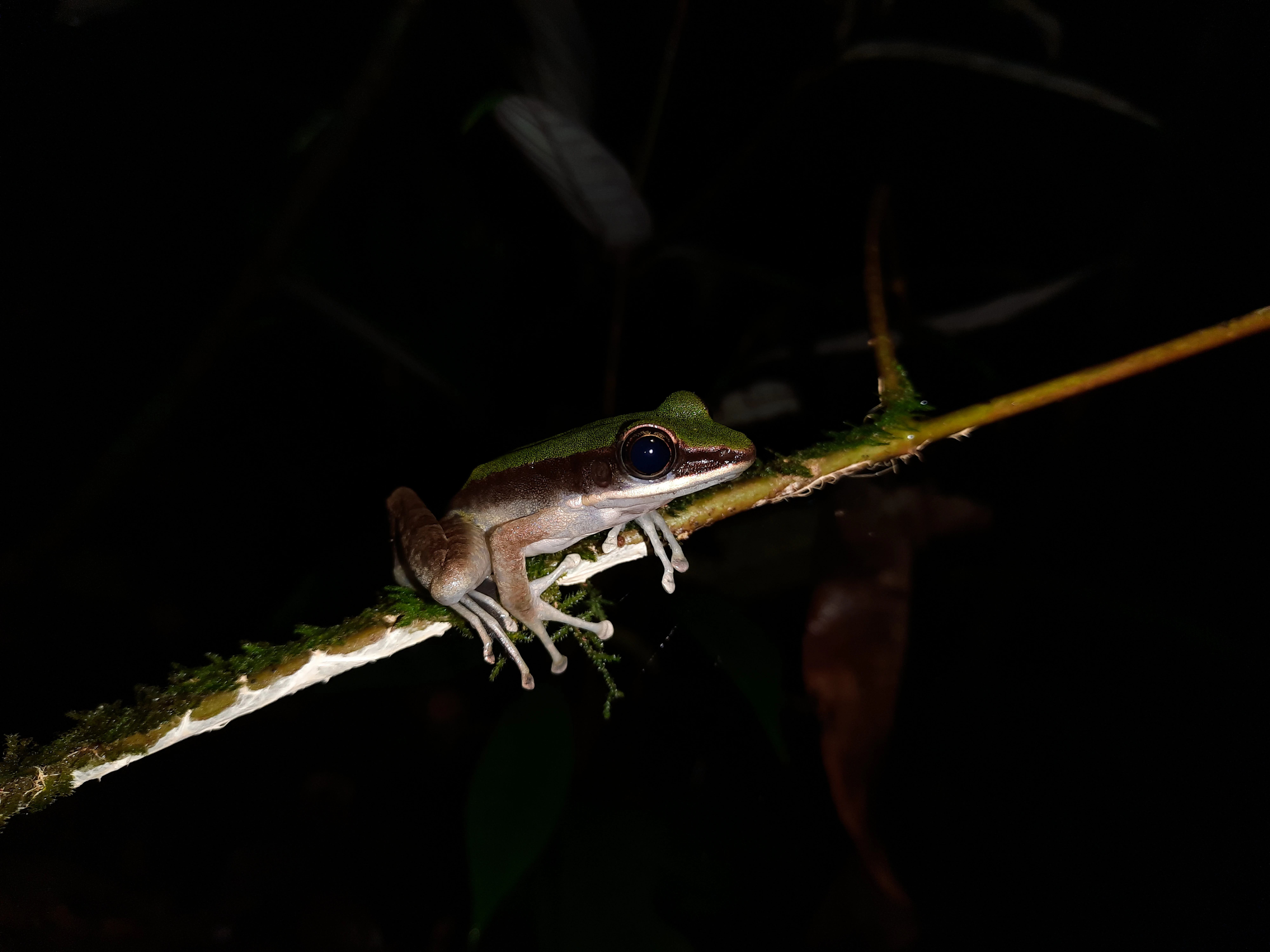 Green frog with brown markings on a moss-covered branch against a dark background
