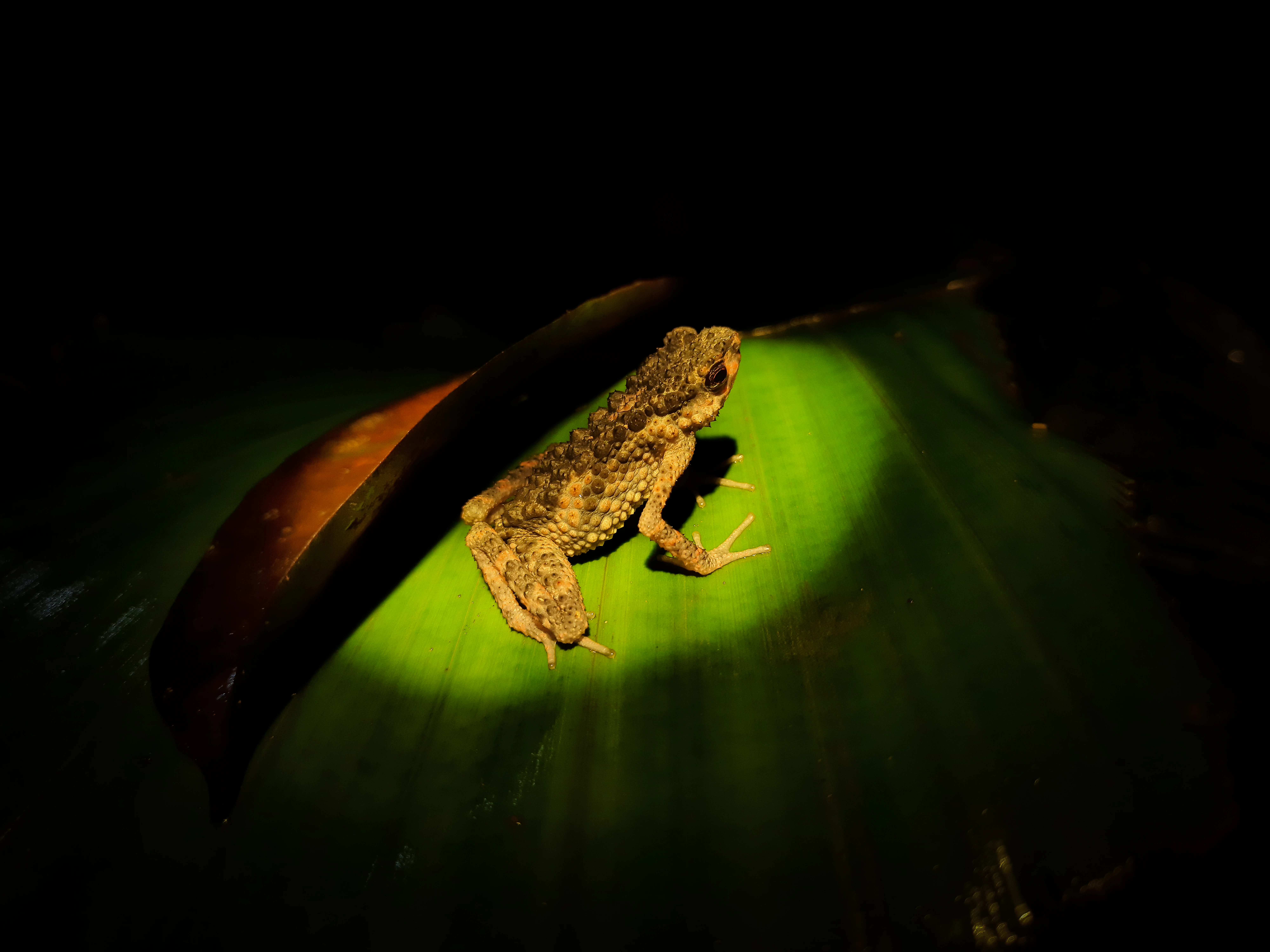 Frog with rough, pointed dorsal tubercles resting on a green leaf in a dark environment