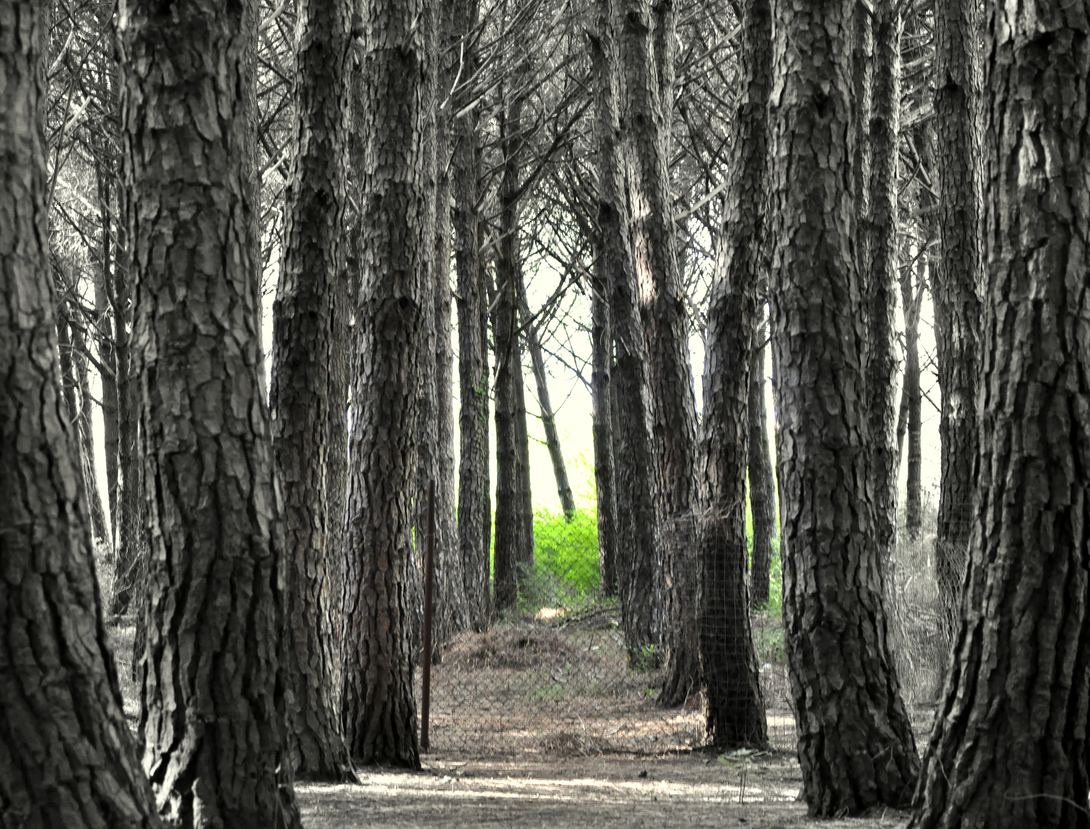 A low-angle view looking through a dense pine forest with textured tree trunks lining a dirt path and bright green light filtering through the canopy in the distance.