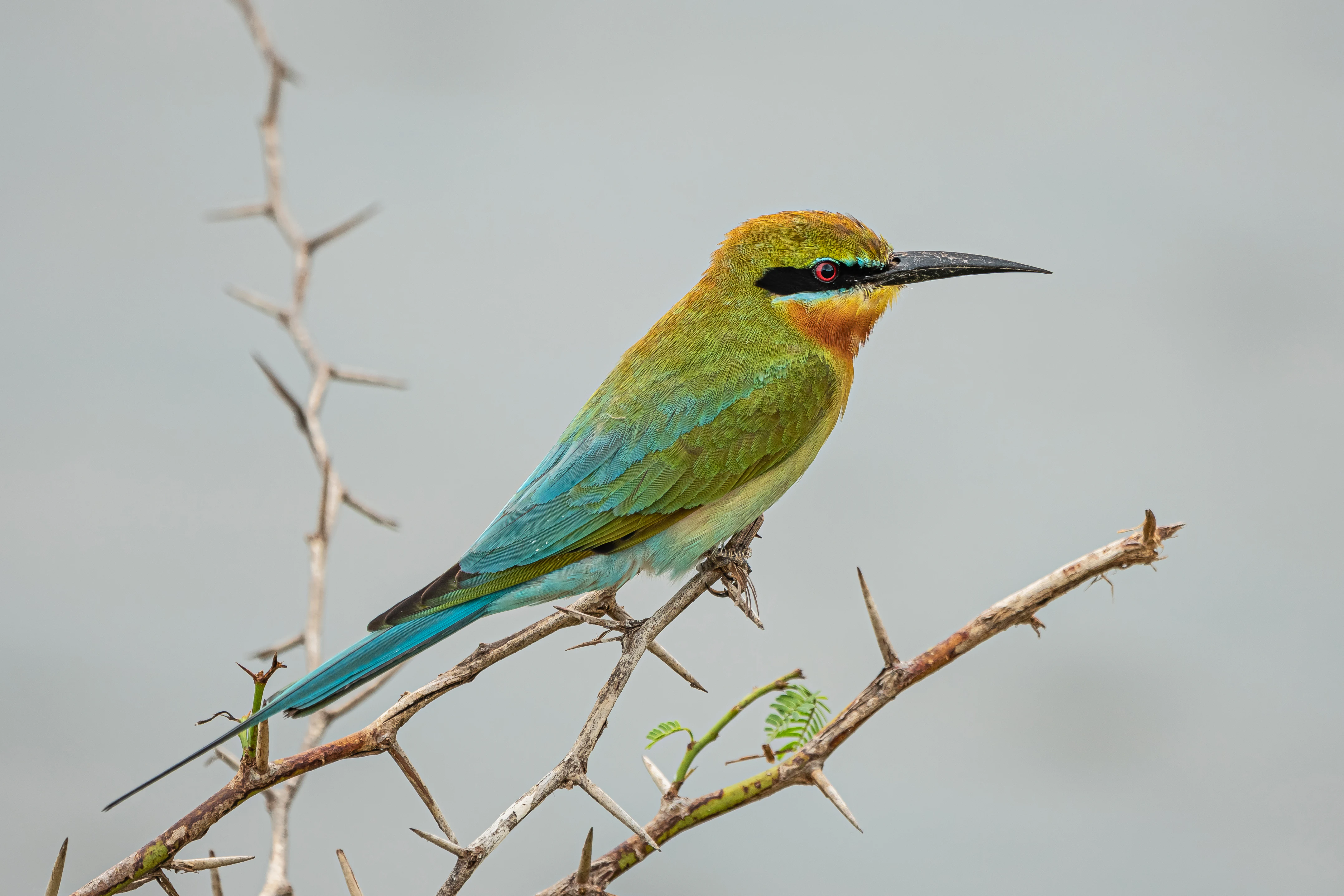 Abubilla de cola azul con plumaje verde y azul posada en una rama espinosa sobre un fondo difuminado