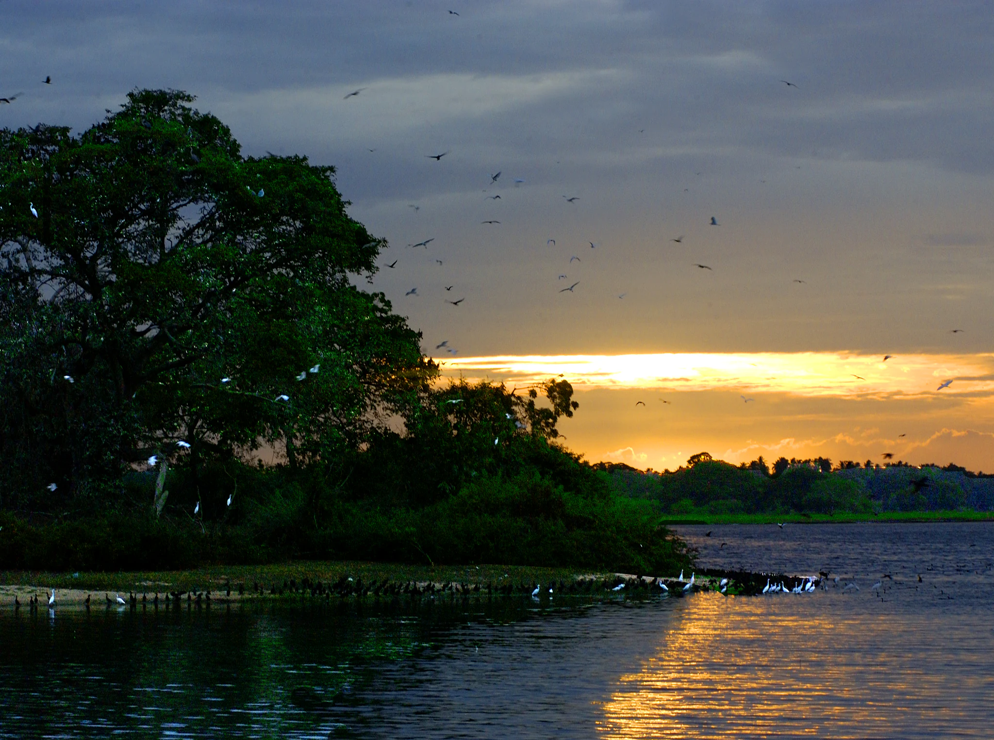 Un atardecer sereno sobre un cuerpo de agua con frondosos árboles verdes a la izquierda, numerosas aves volando en el cielo y aves descansando en la orilla.