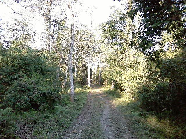 A narrow dirt track leads through a dense, green forest in Bura Chapori Wildlife Sanctuary with tall trees and leafy undergrowth on both sides.