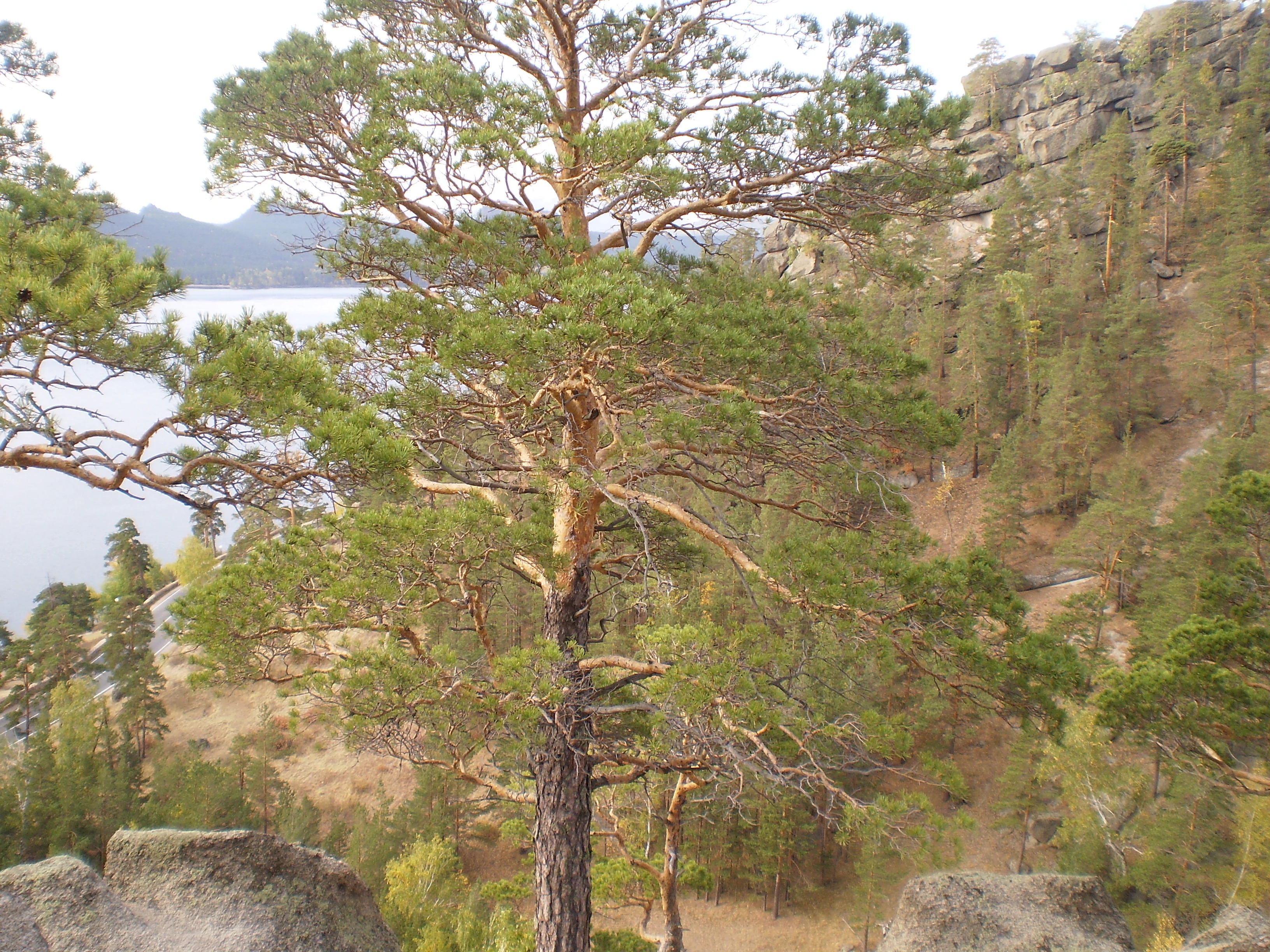 A tall pine tree in the foreground with rocky outcrops and a lake visible in the distance, surrounded by forested hills