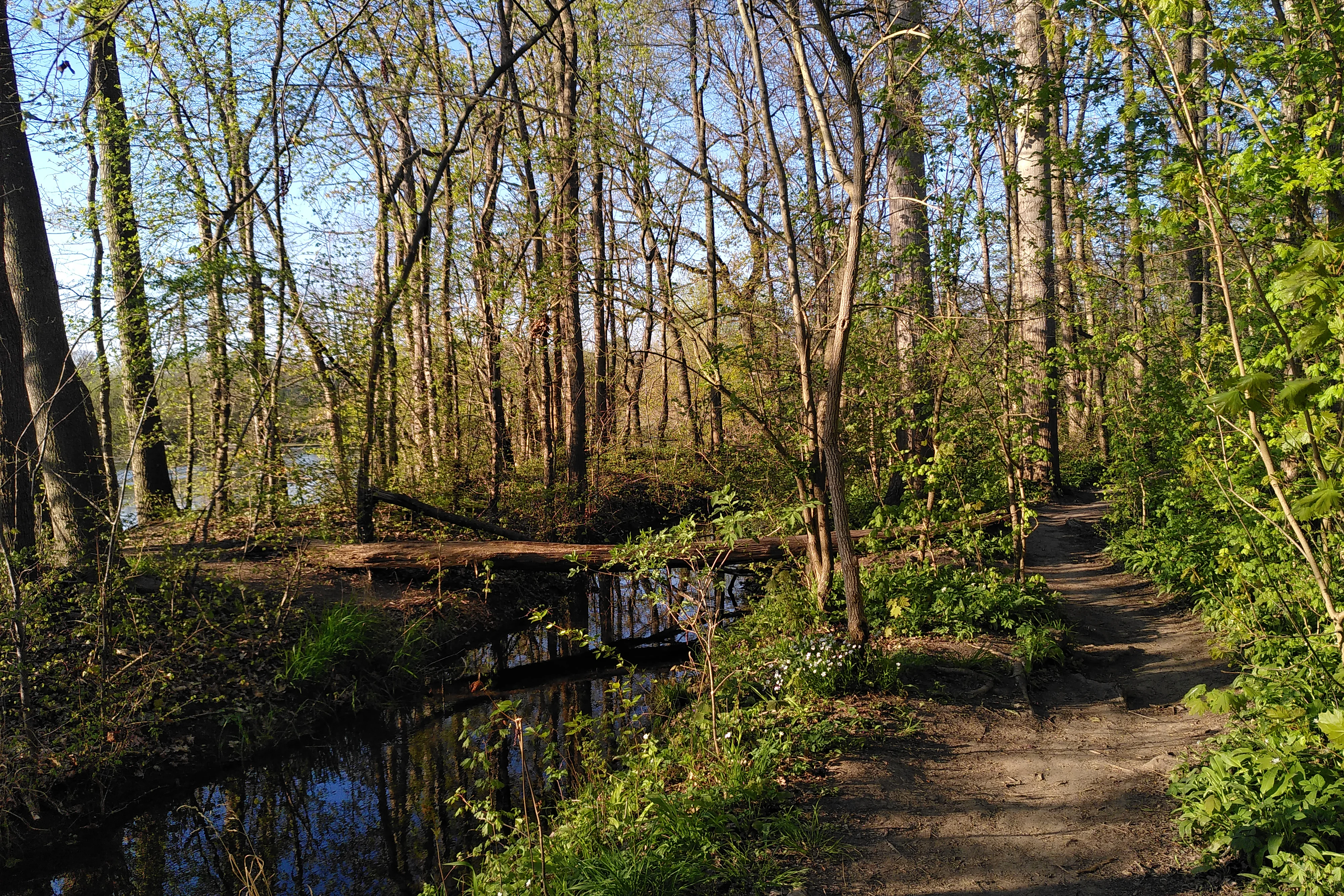 A dirt hiking trail runs alongside a small, slow-moving stream in a dense, green deciduous forest during spring.